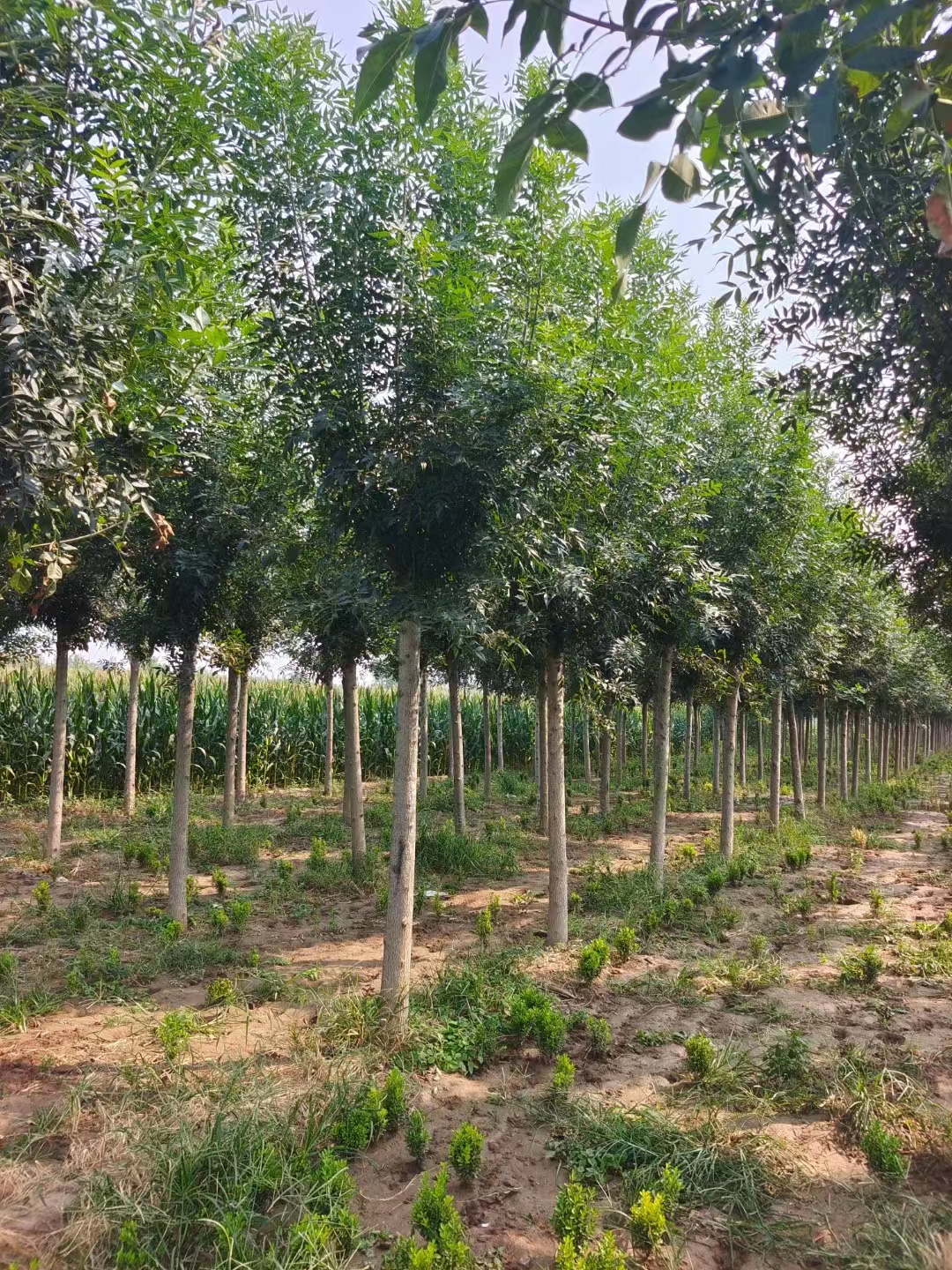 山东五莲秋紫白蜡种植基地