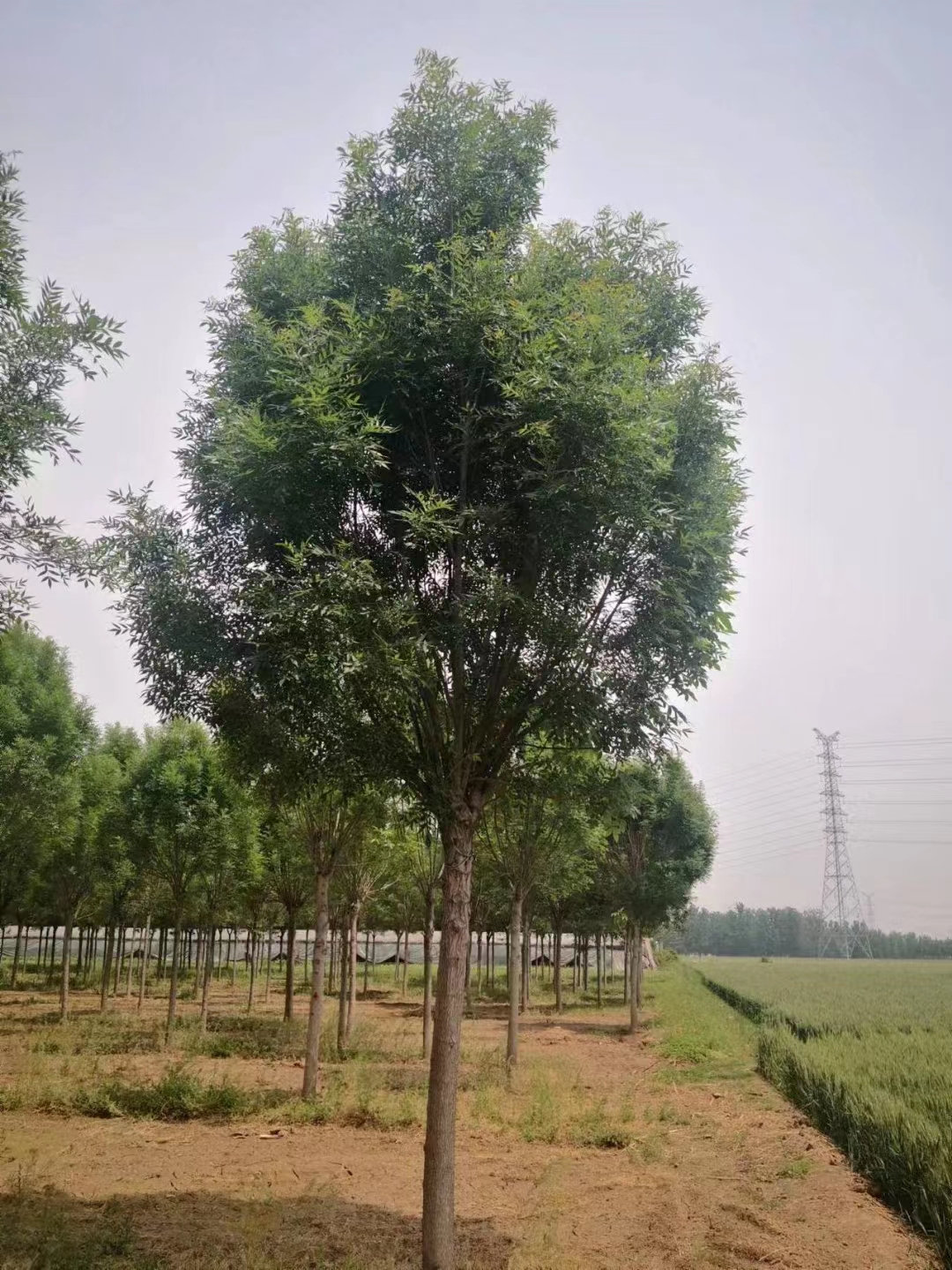 山东济宁邹城秋紫白蜡种植基地