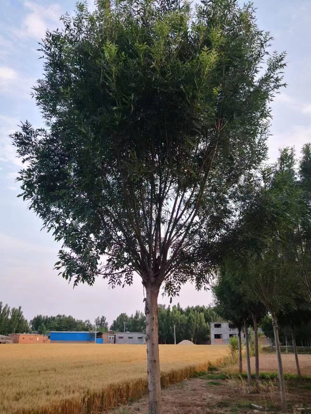 山东周村区秋紫白蜡苗圃基地