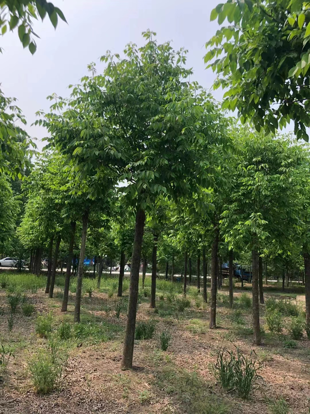 山东安丘秋紫白蜡种植基地