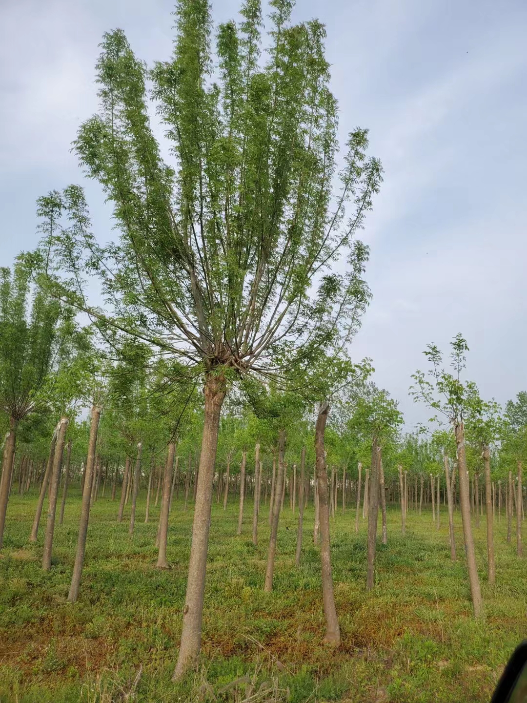 山东昌邑秋紫白蜡苗木基地