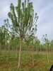 山东济宁邹城秋紫白蜡种植基地