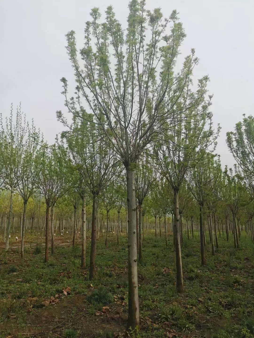 山东周村区秋紫白蜡苗圃基地