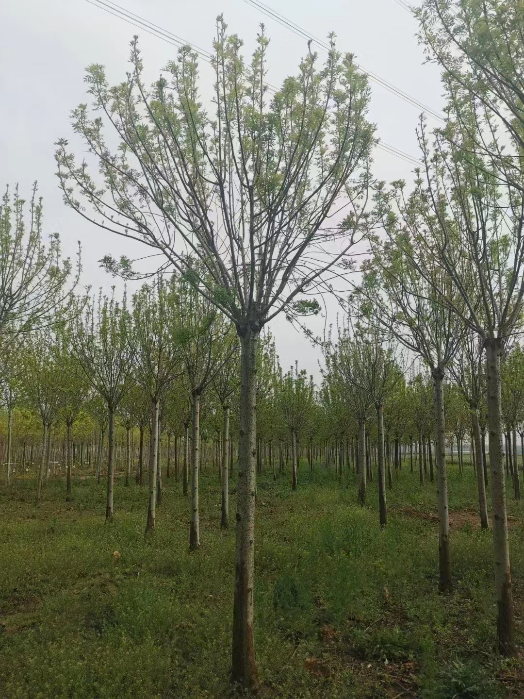 山东沂水秋紫白蜡培育基地