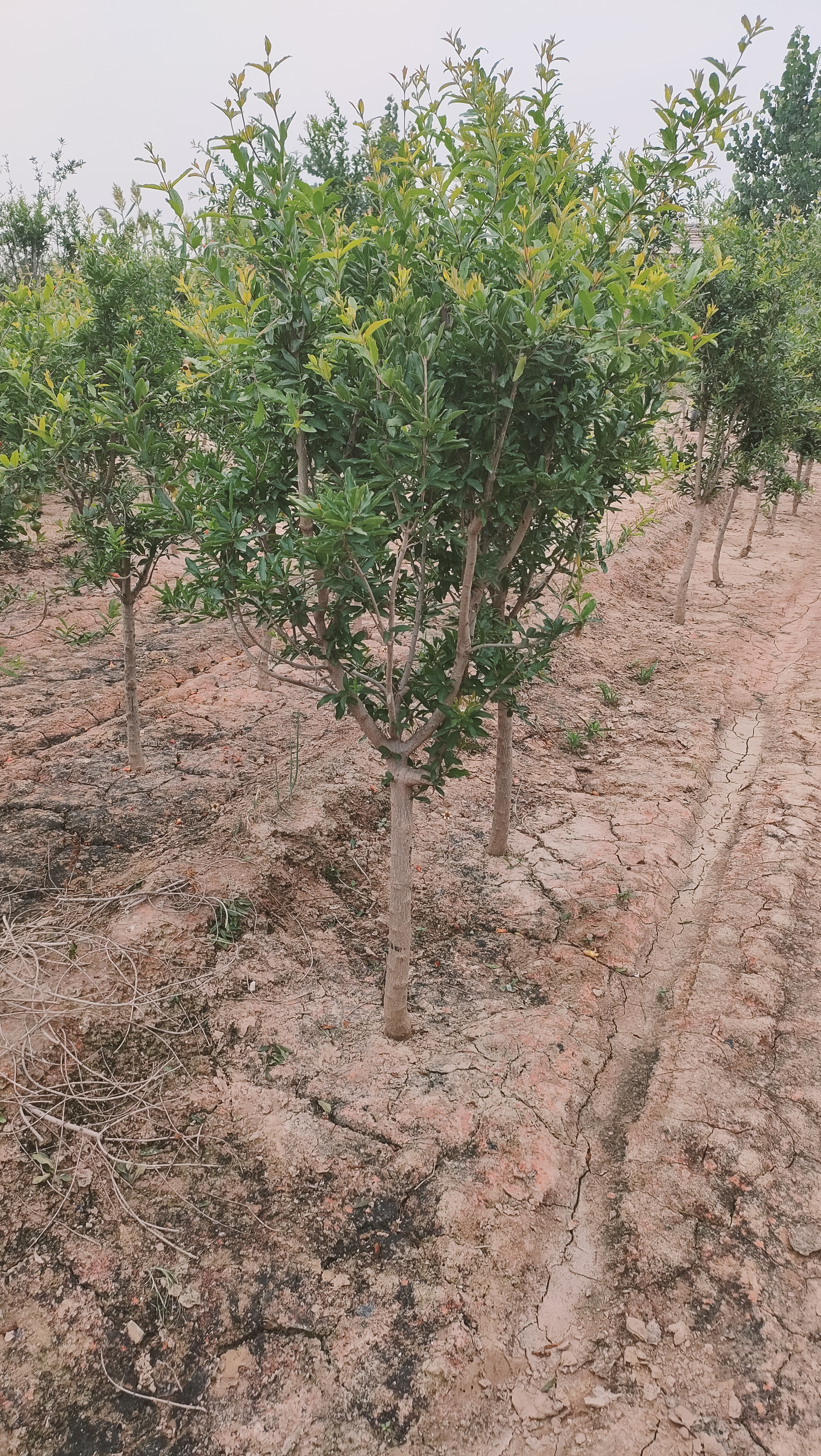 山东烟台牟平区石榴树苗木基地