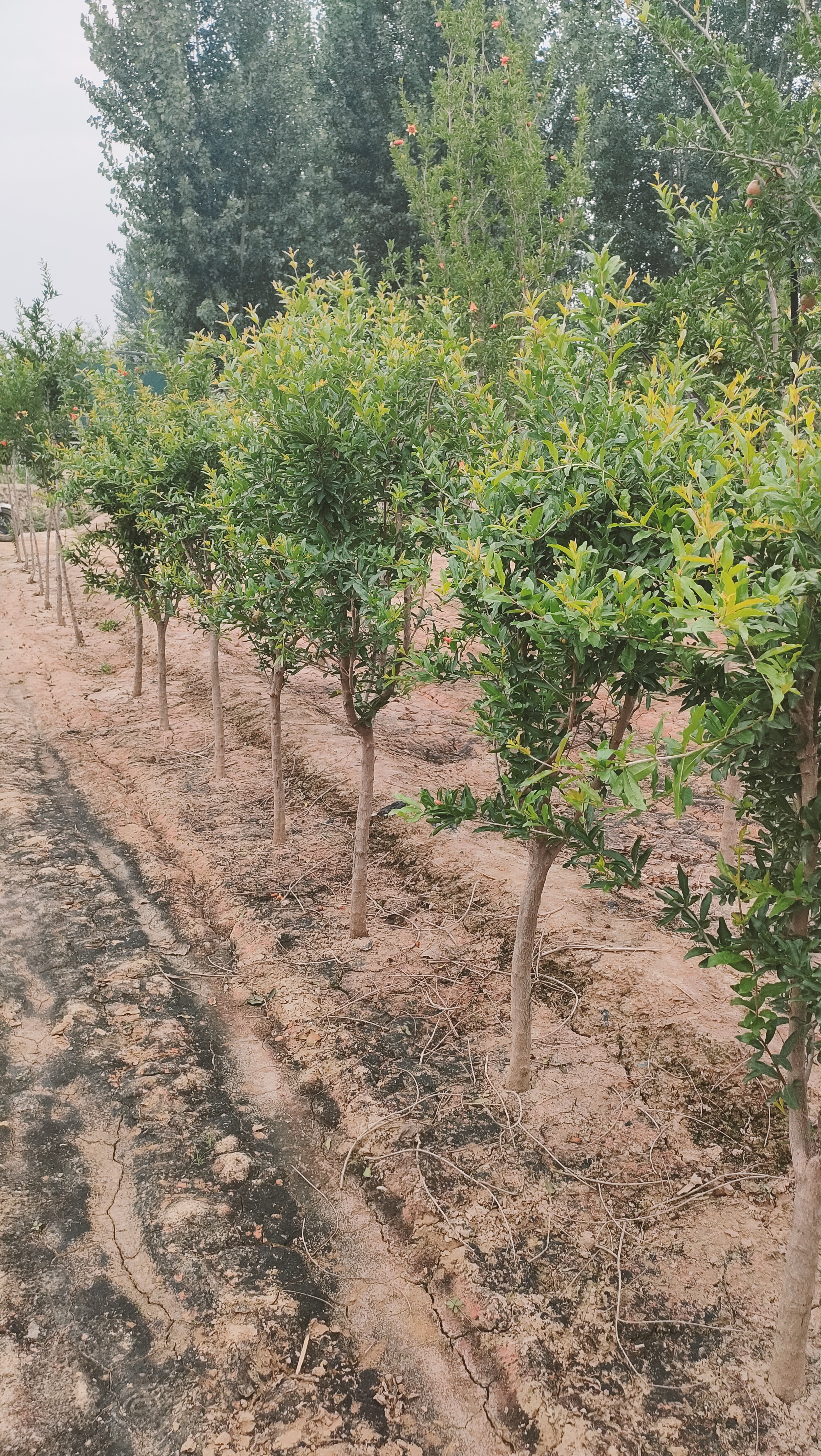 山东河口区石榴种植基地