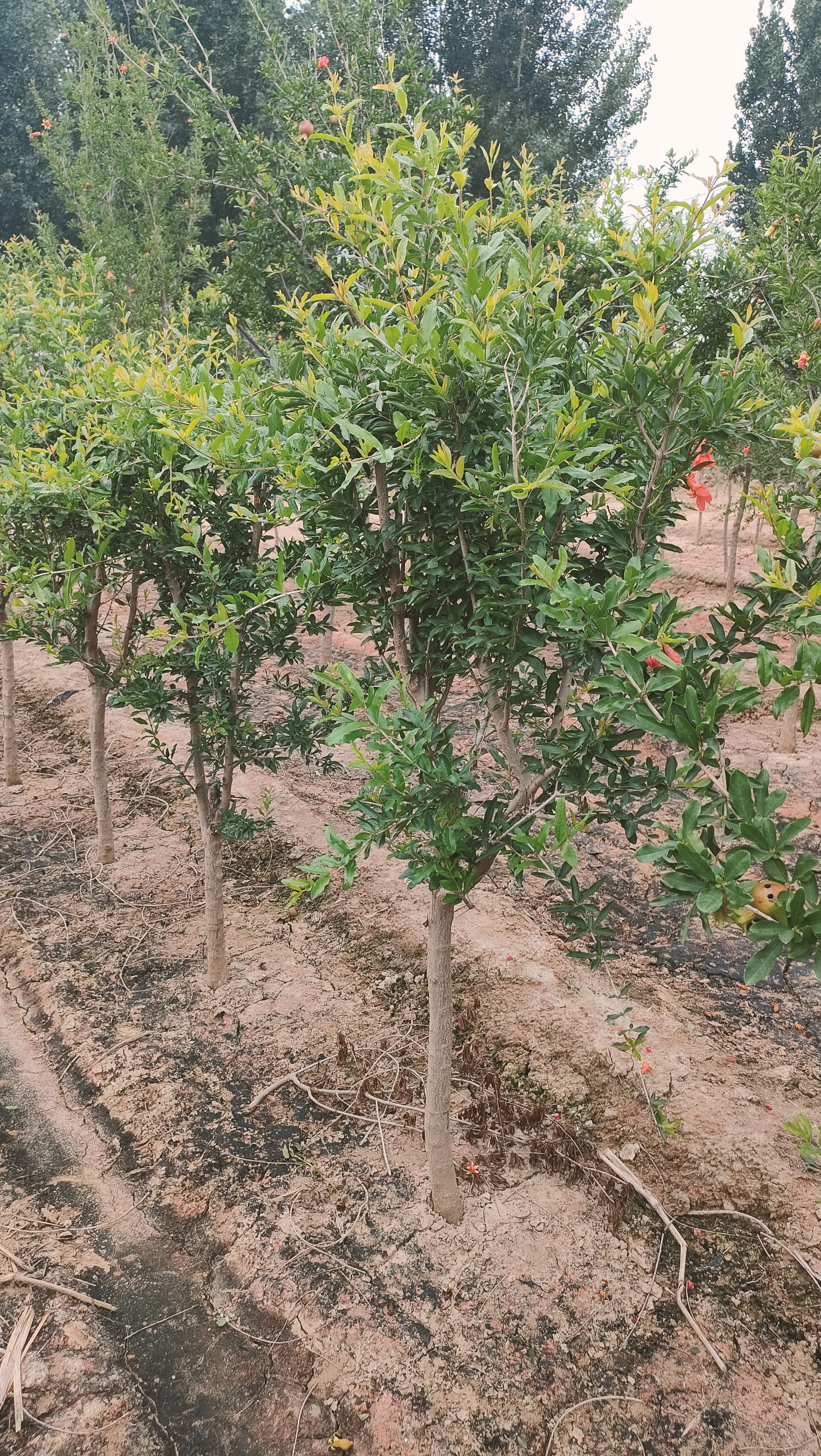 山东河口区石榴种植基地