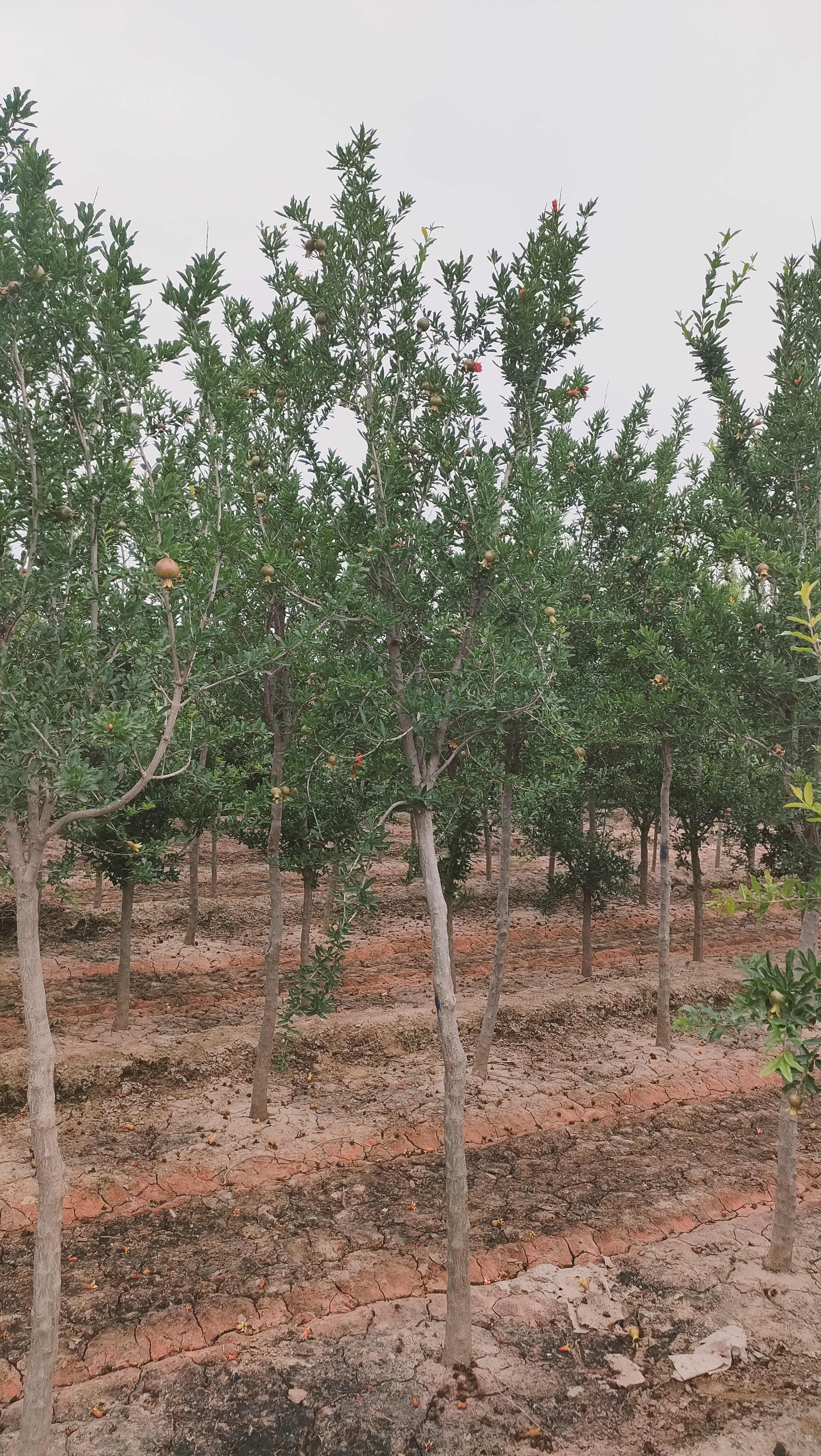 山东东营利津石榴培育基地