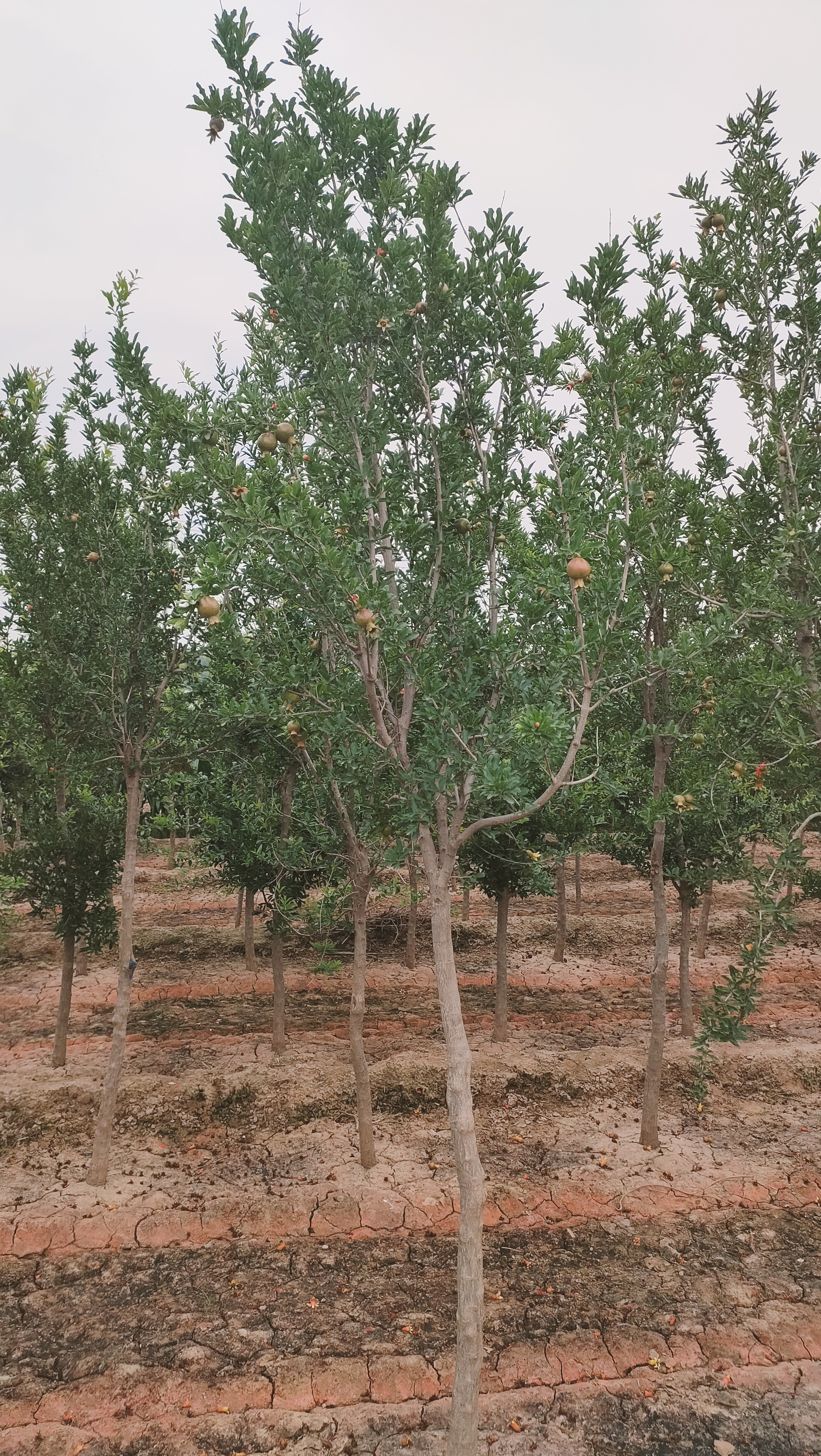 山东枣庄台儿庄区石榴苗圃基地