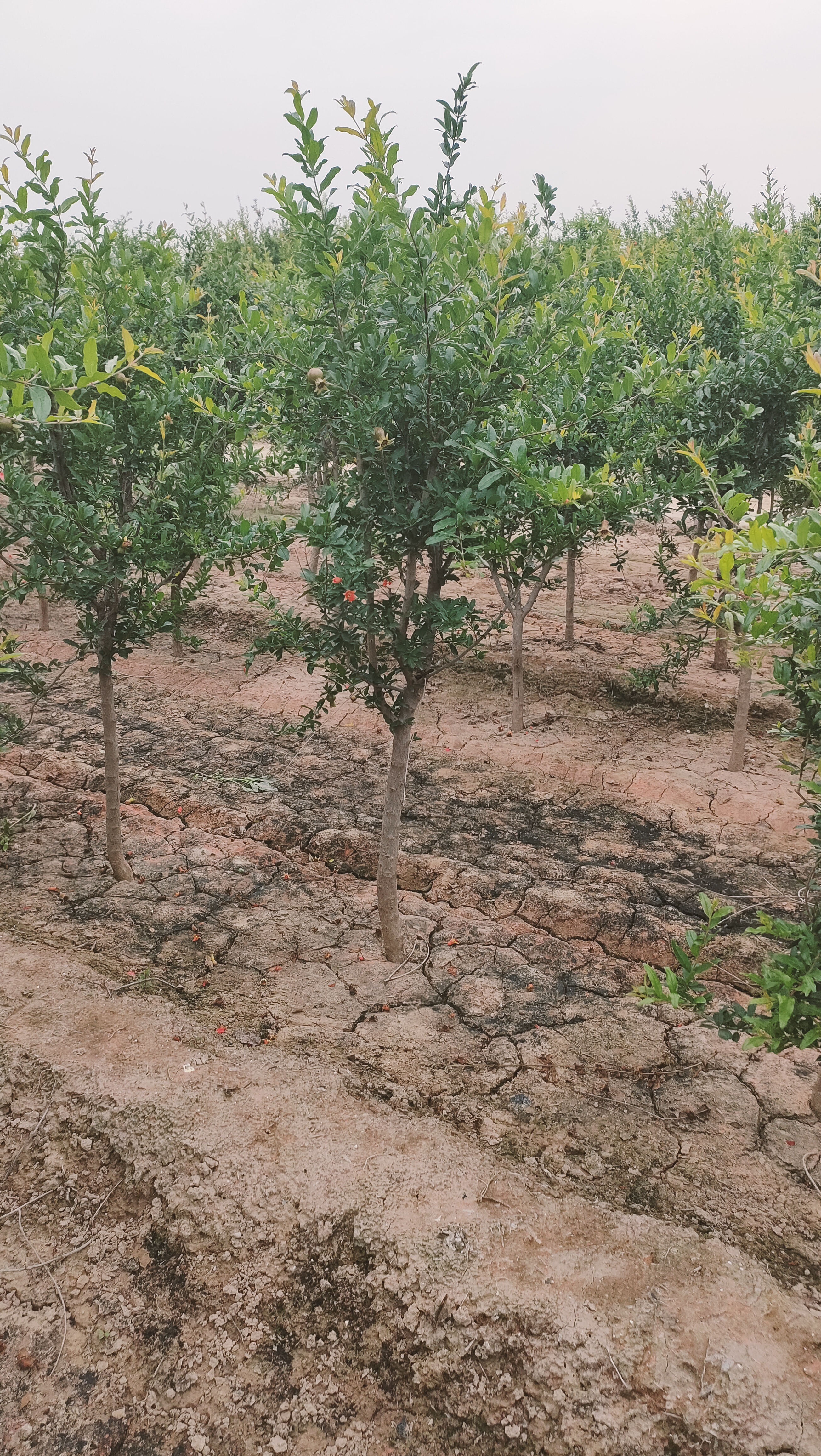 山东枣庄薛城区石榴树批发基地