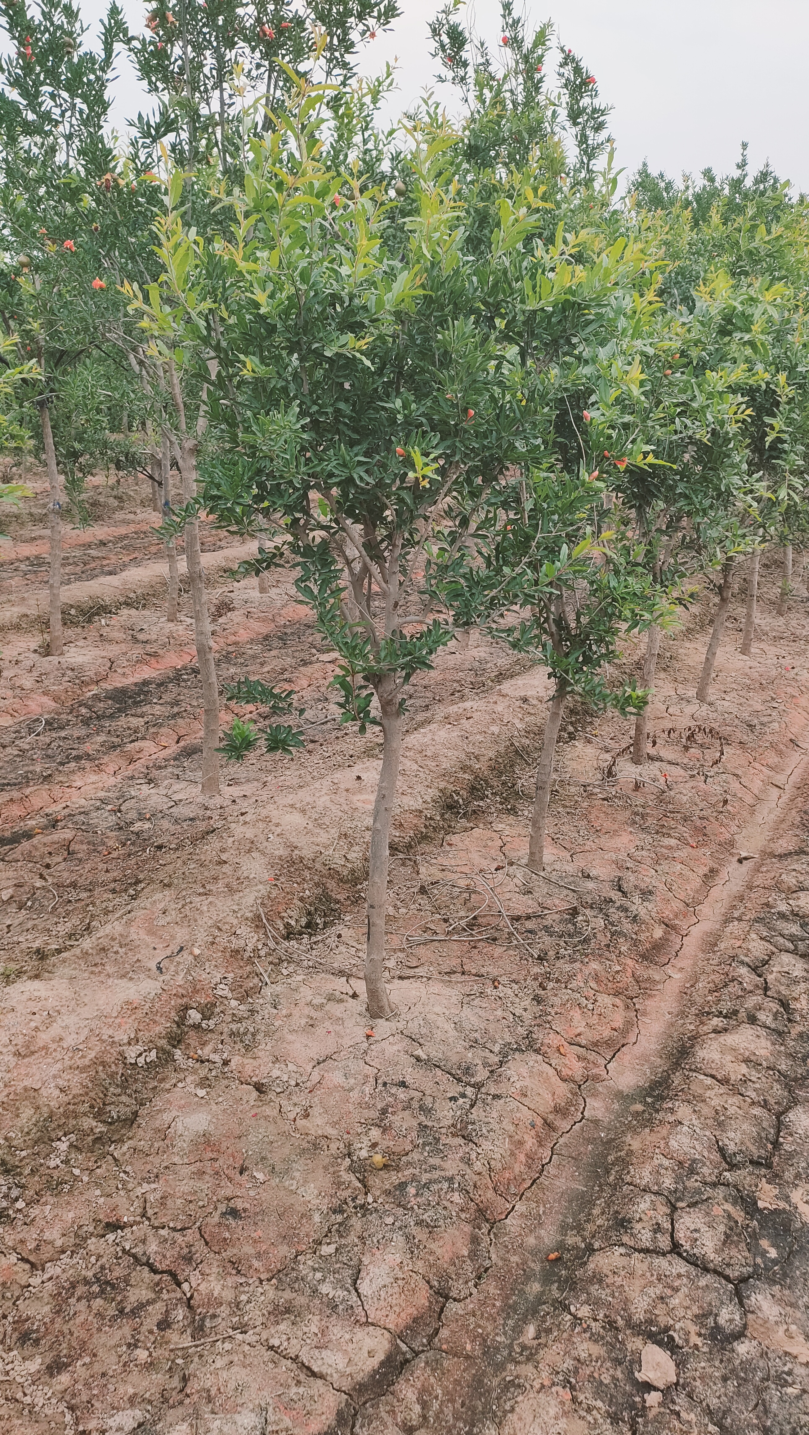 山东槐荫区石榴树苗基地在哪里