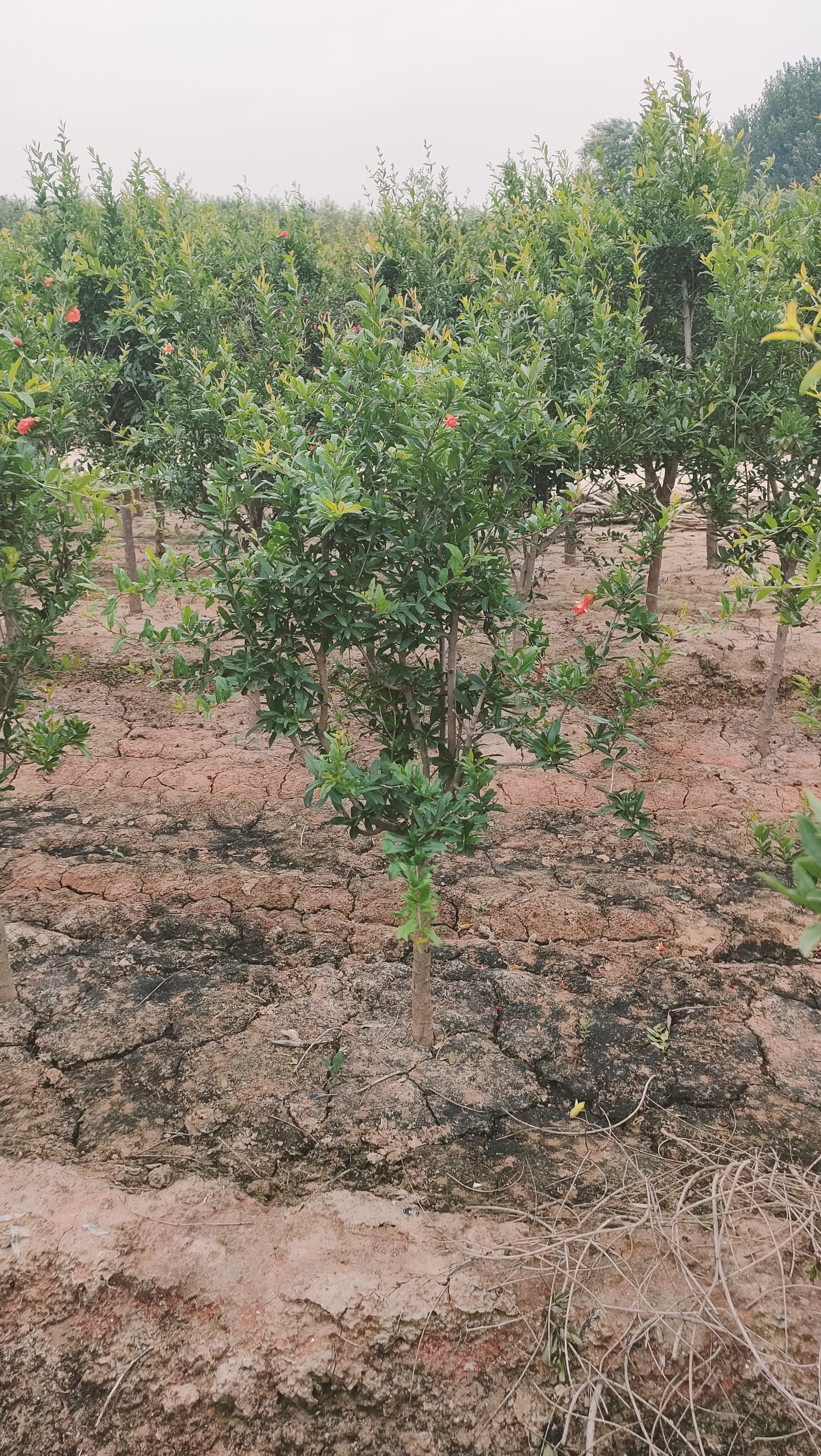 山东临沂莒南石榴树苗基地在哪里