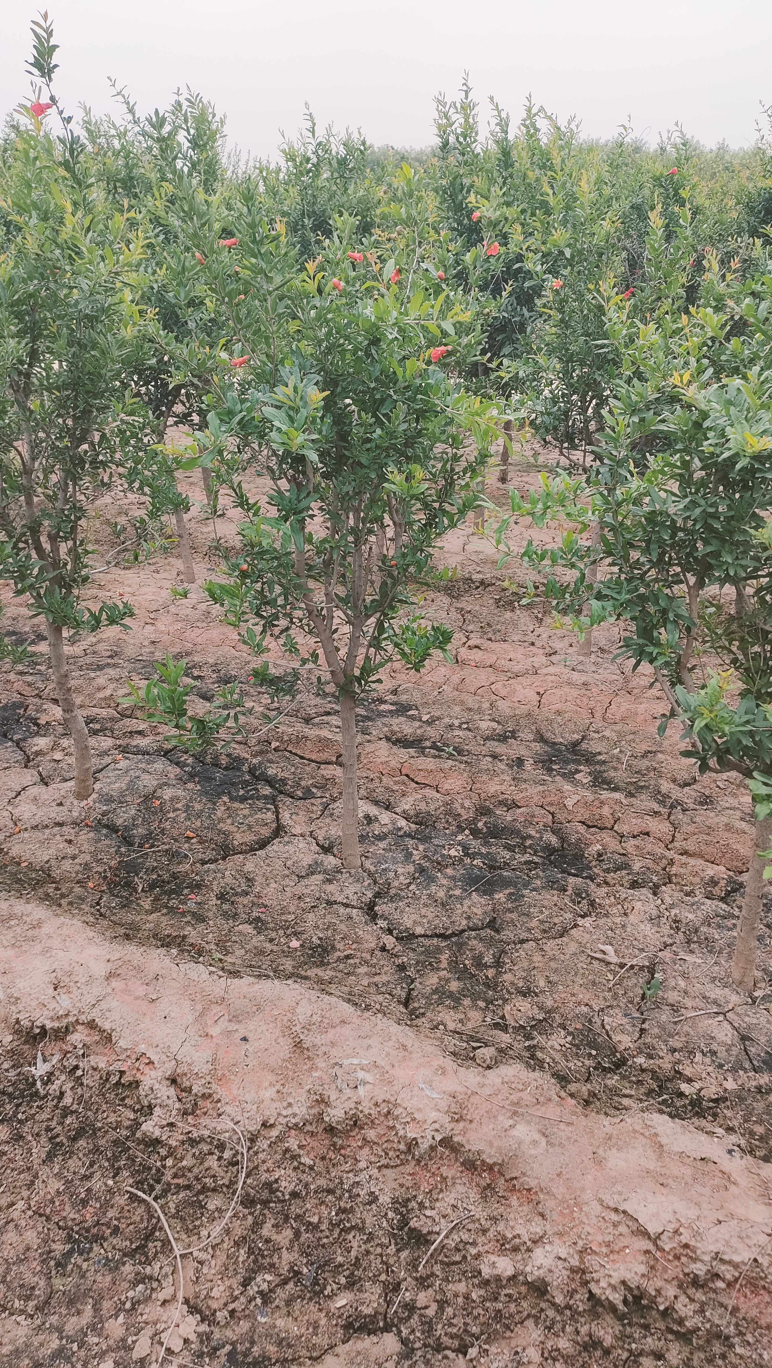 山东安丘石榴种植基地