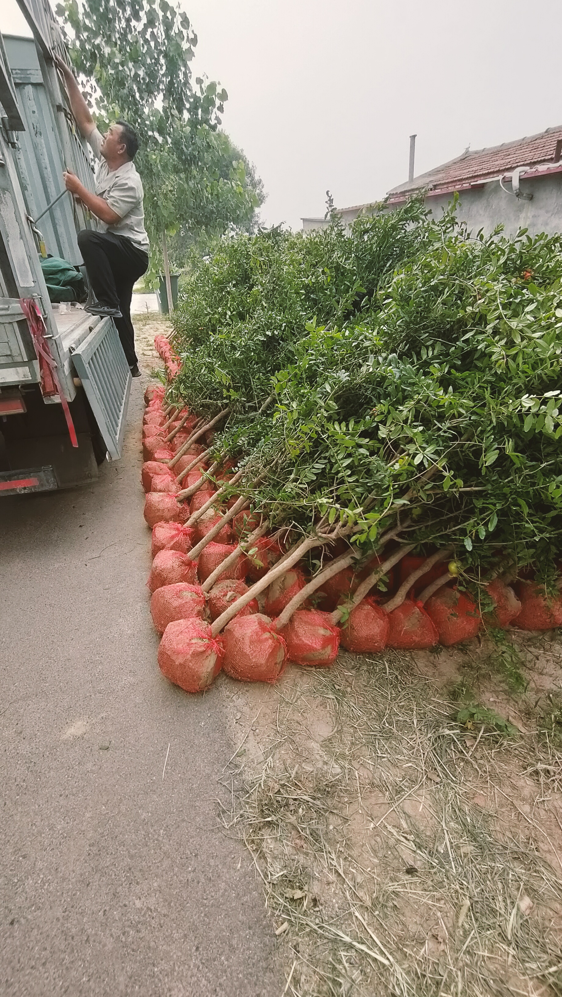 山东芝罘区石榴树苗木基地