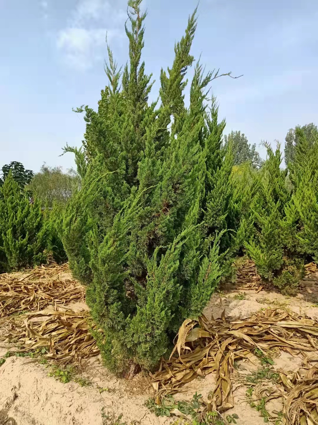 山东禹城龙柏种植基地