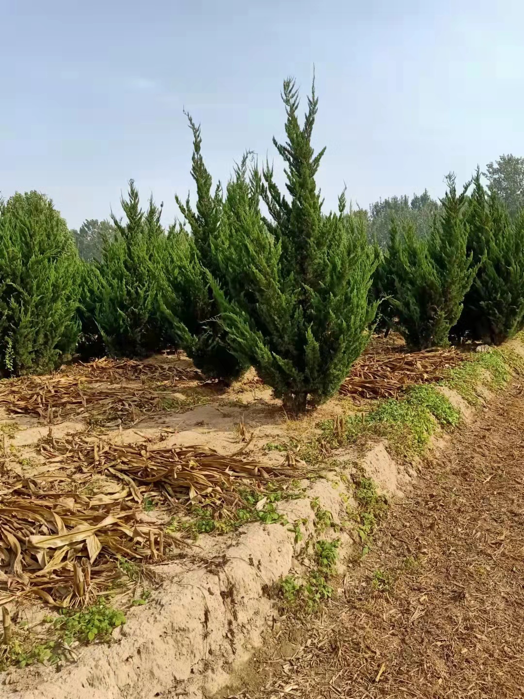 山东沂源龙柏种植基地地址