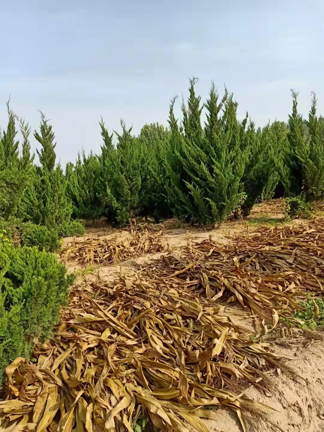 山东岚山区龙柏种植基地地址