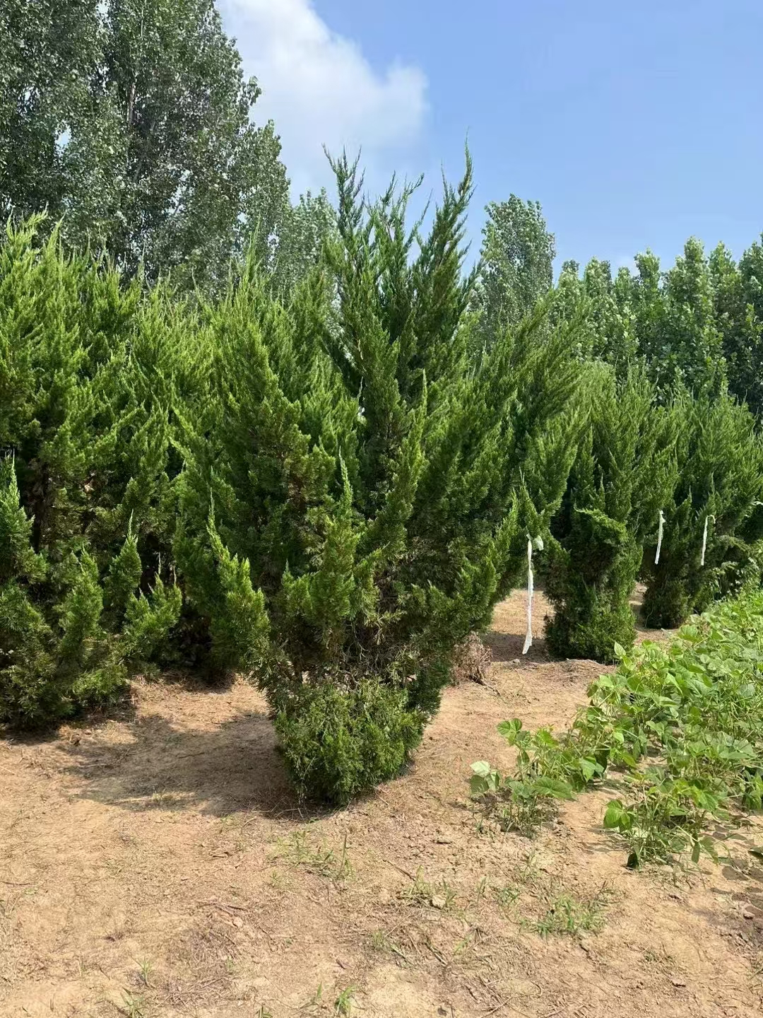 山东岚山区龙柏种植基地地址