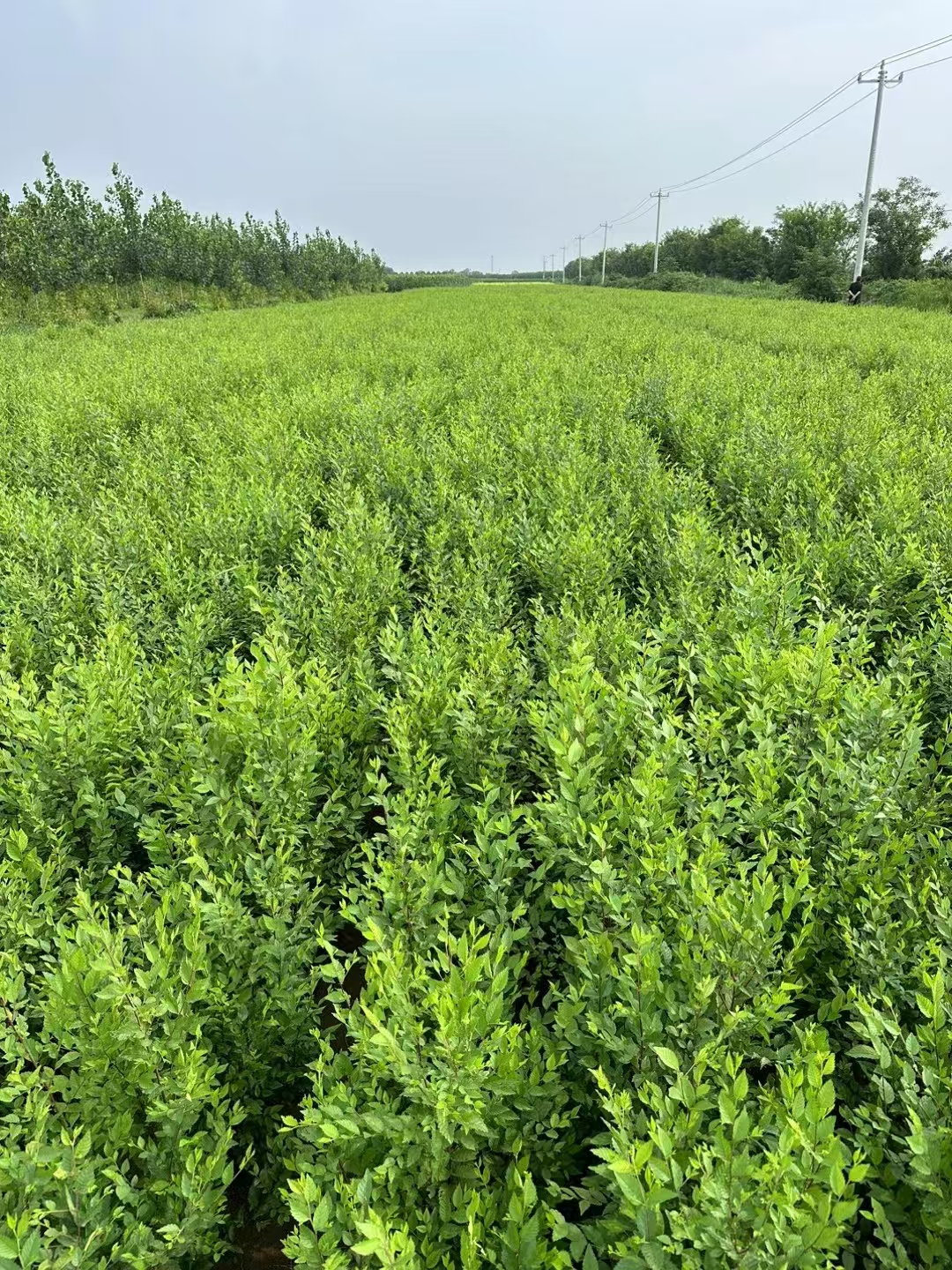 山东平邑榆树苗种植基地供应