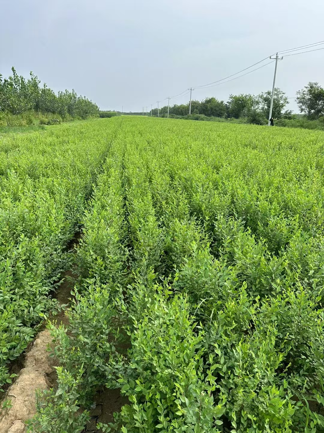 山东东营广饶榆树苗种植基地供应