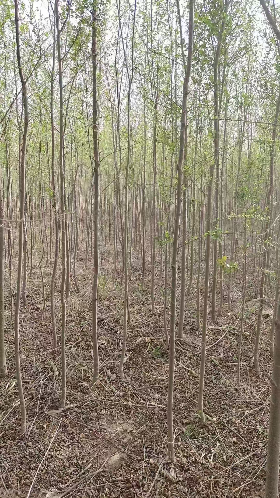 山东城阳区榆树苗基地供应