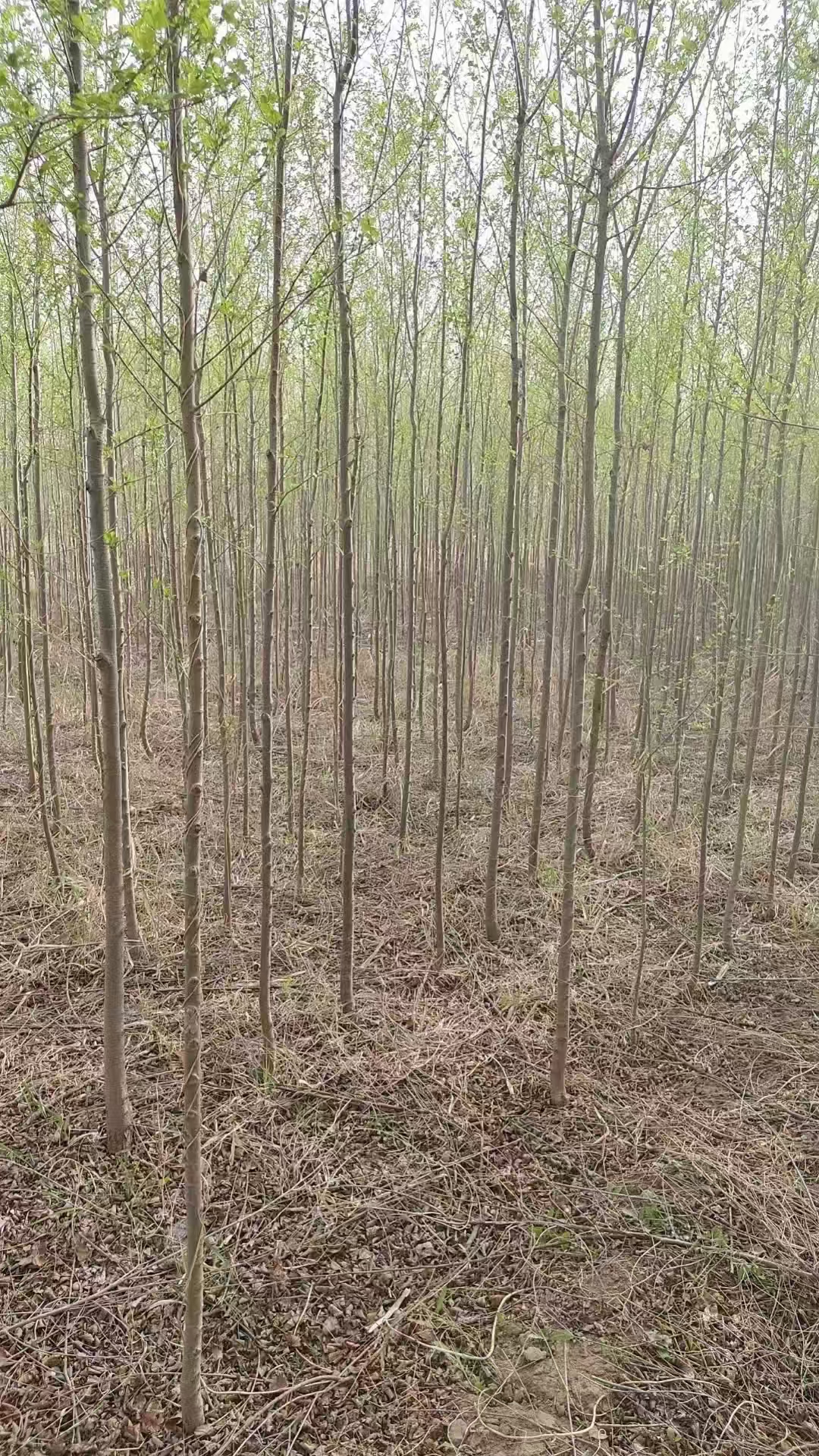 山东烟台芝罘区榆树苗批发基地供应