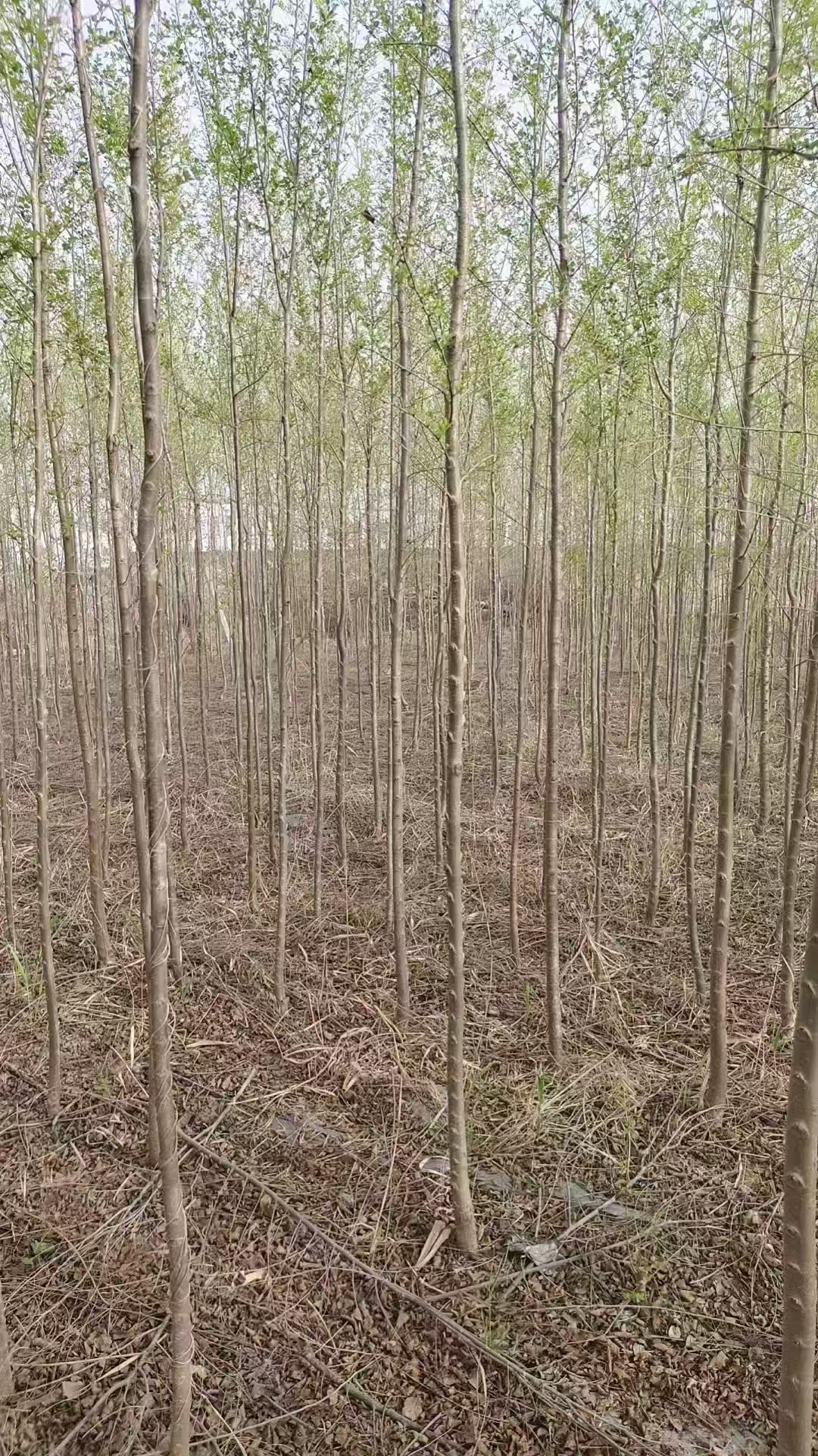 山东淄川区榆树苗批发基地供应