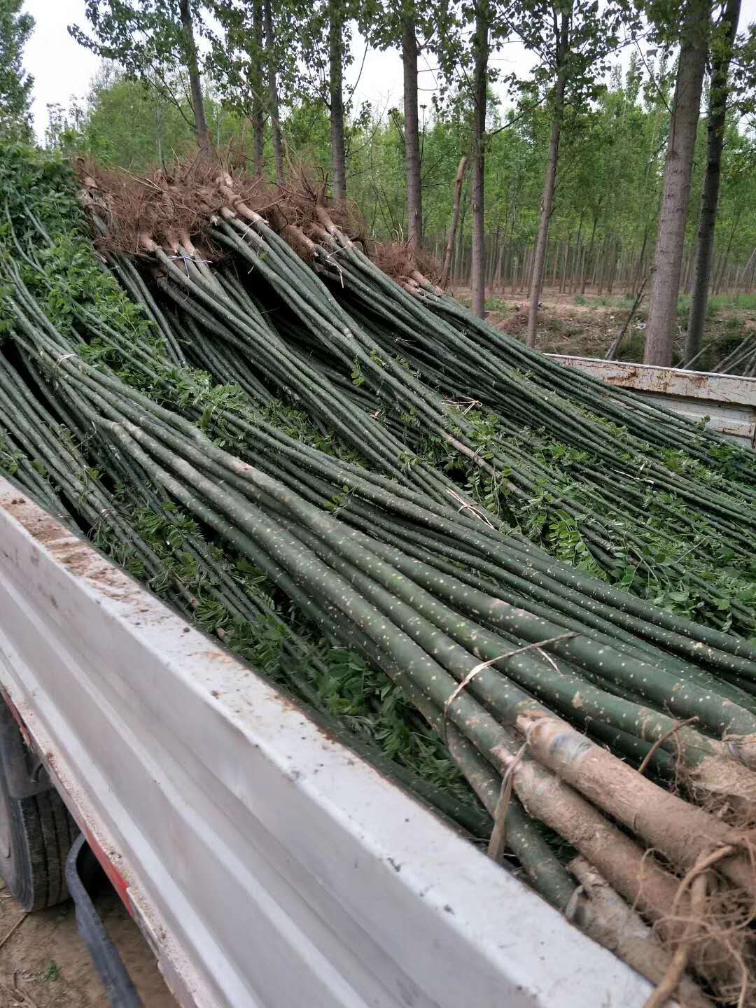 山东济宁梁山国槐小苗种植基地