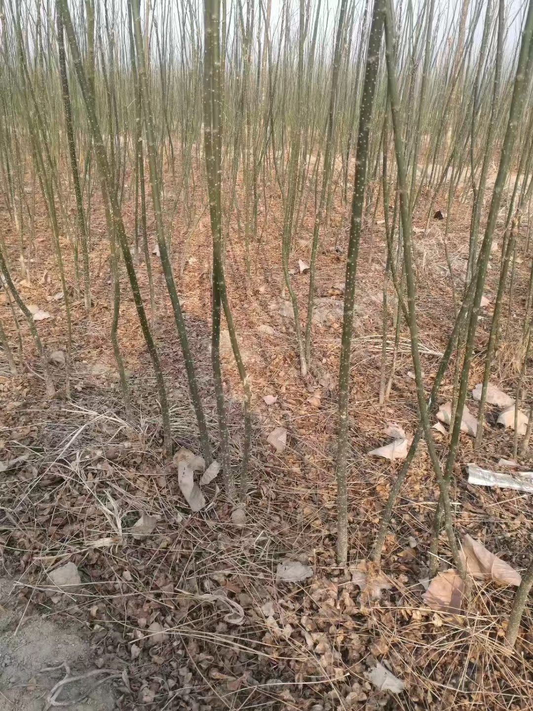 山东德州陵县国槐苗种植基地