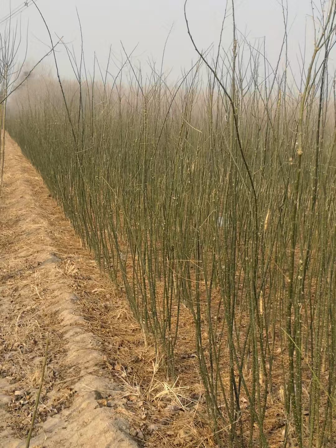 山东德州陵县国槐苗种植基地