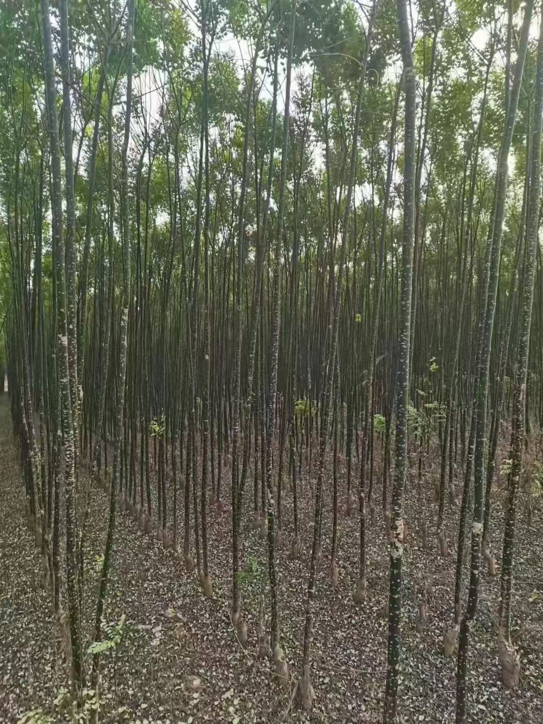 山东李沧区国槐小苗种植基地