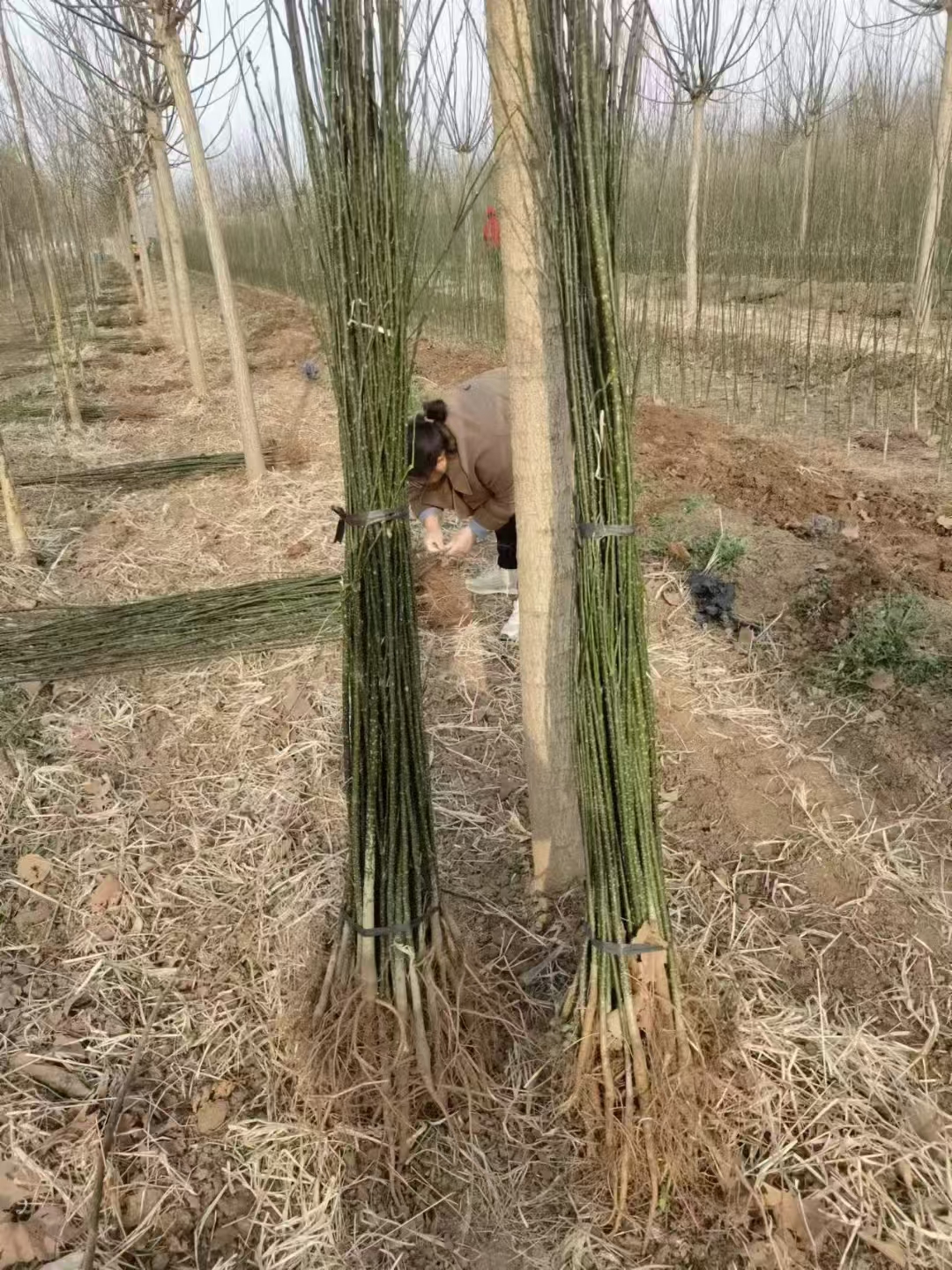 山东陵城区国槐小苗多少钱一颗