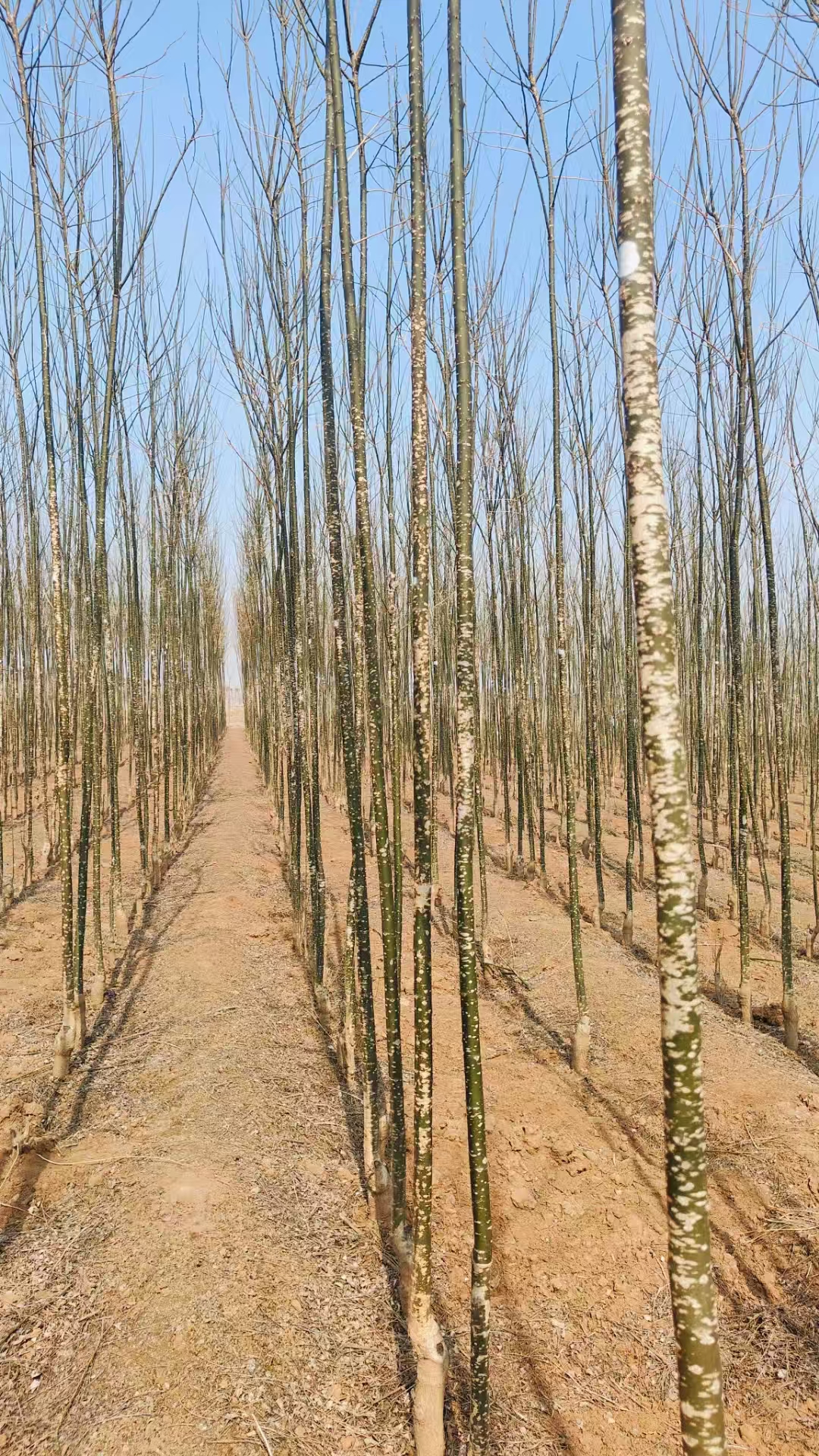 山东李沧区国槐小苗种植基地