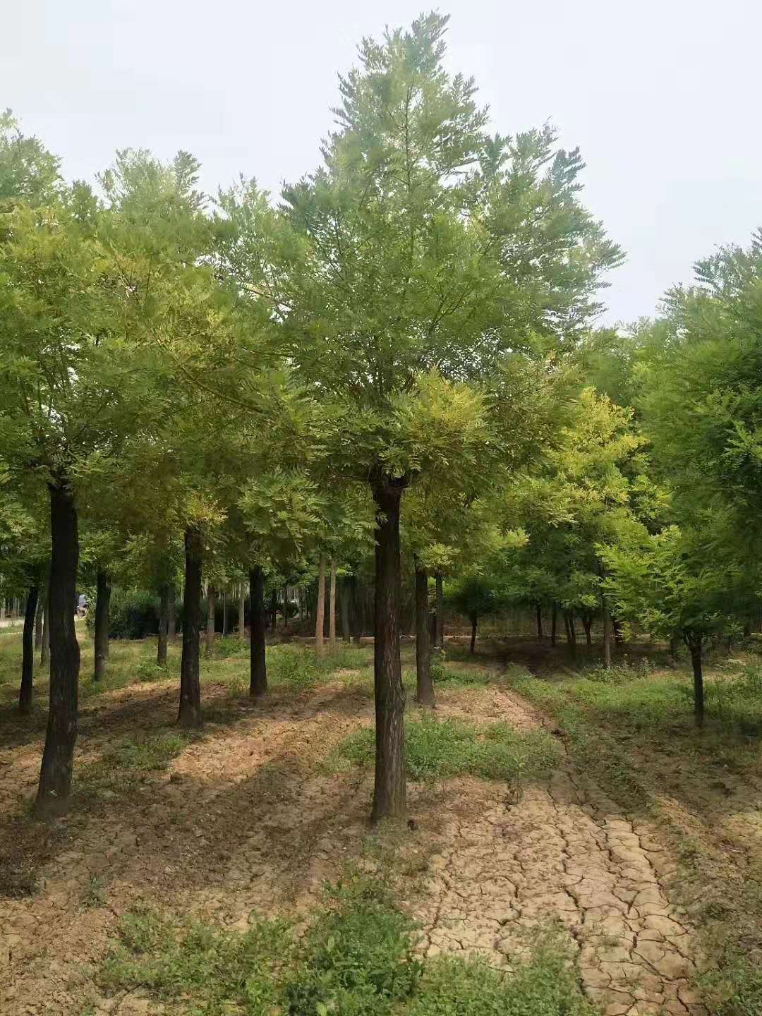 山东郯城金枝槐种植基地 金枝槐种植十年