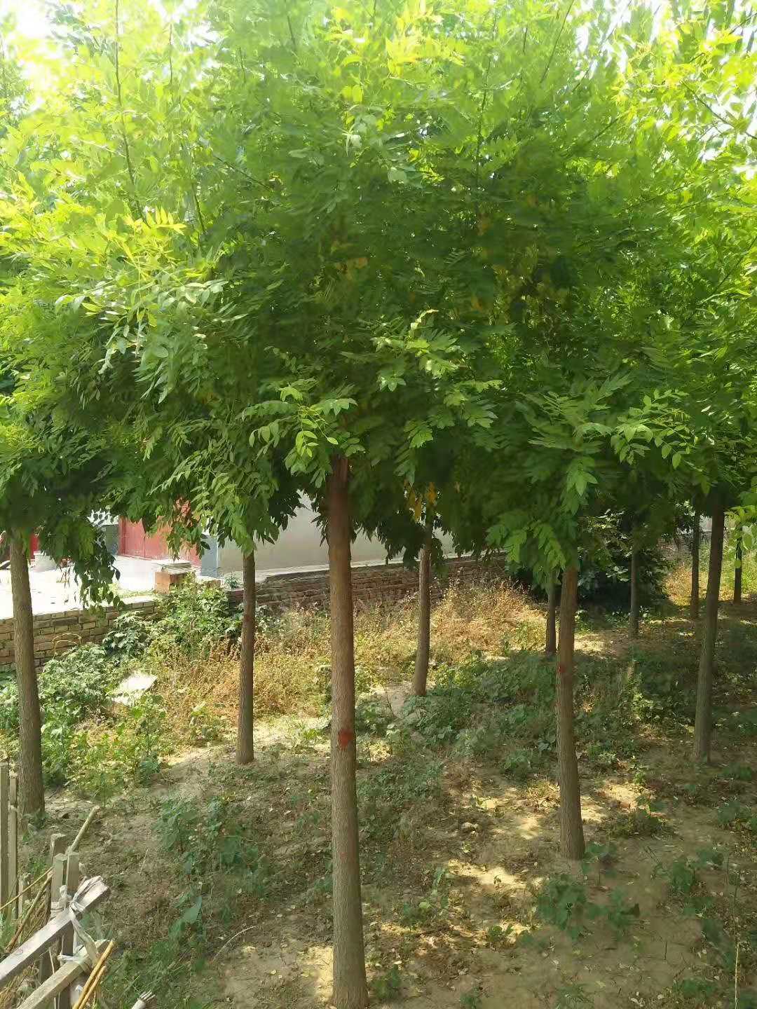 山东聊城东昌府区金枝槐种植基地自产自销