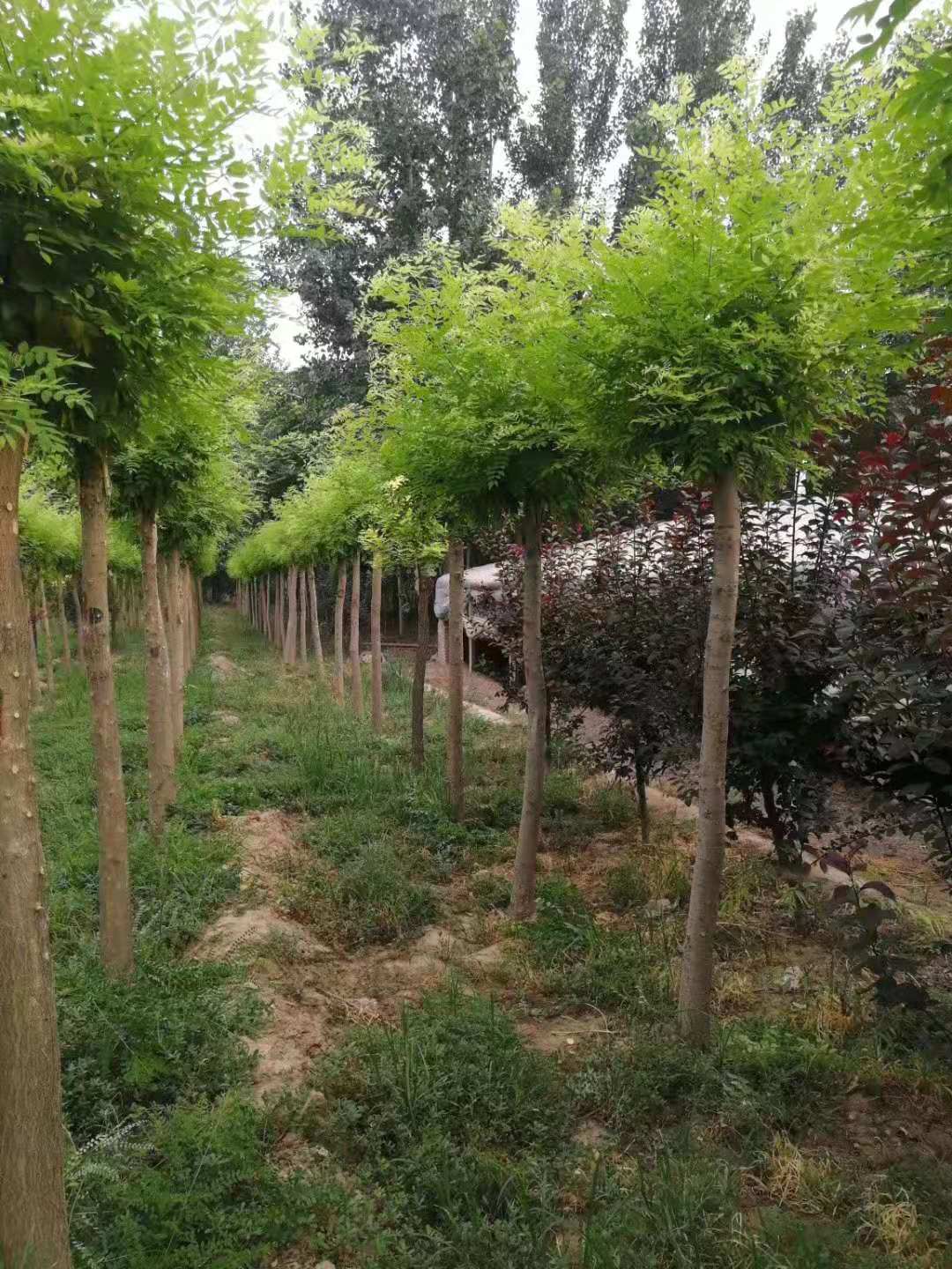 山东临沂沂水金枝槐苗木基地 金枝槐种植十年