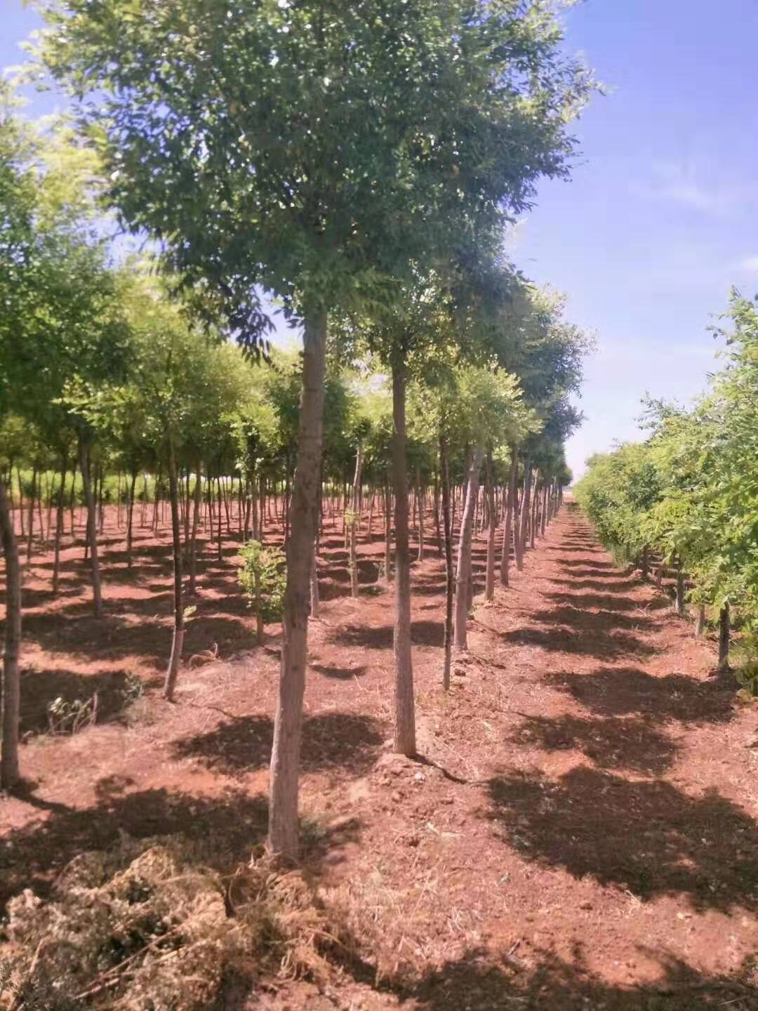 山东潍坊坊子区金枝槐种植基地苗木基地