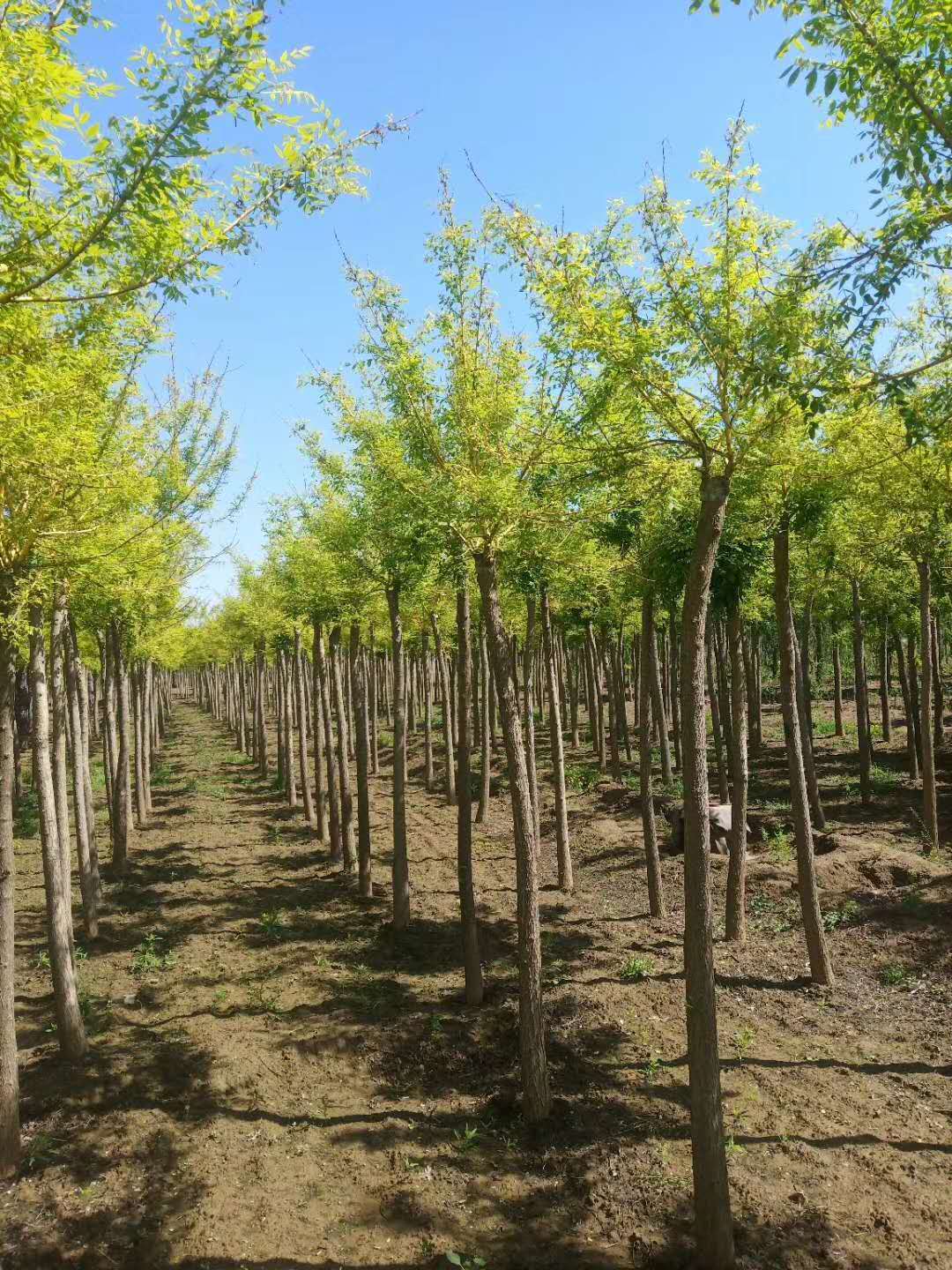 山东临沂临沭金枝槐原产地