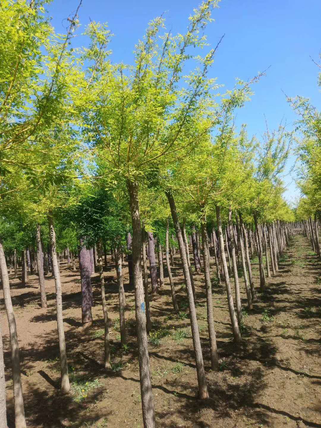 山东临沂沂水金枝槐苗木基地 金枝槐种植十年