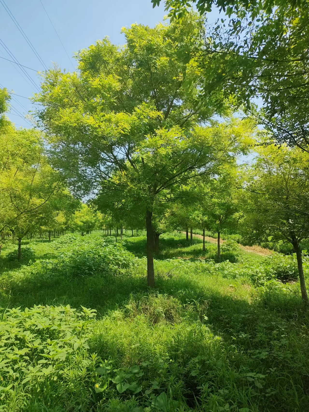 山东临沂沂水金枝槐苗木基地自产自销