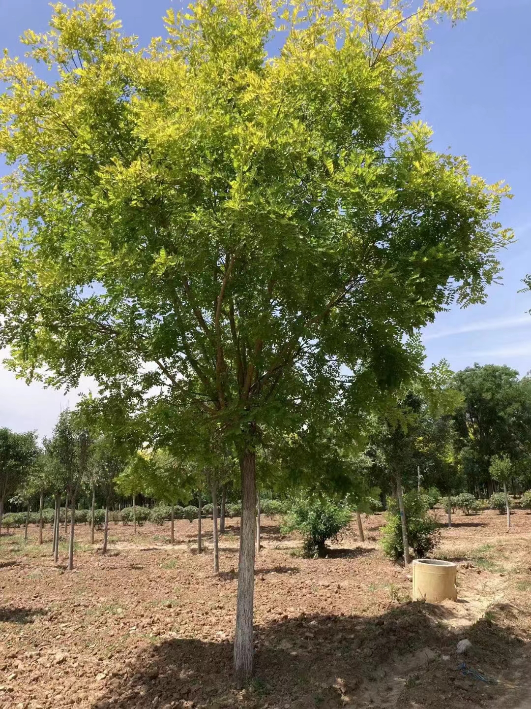 山东聊城阳谷金枝槐种植基地 金枝槐种植十年