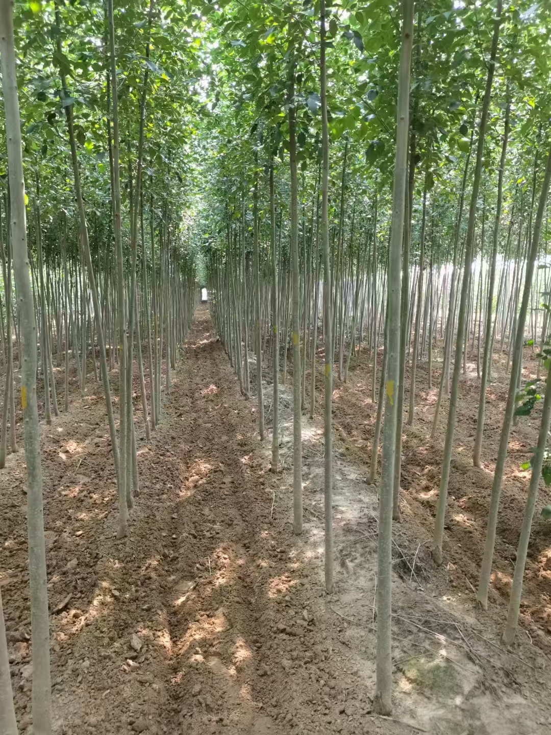 山东台儿庄区白蜡种子苗基地