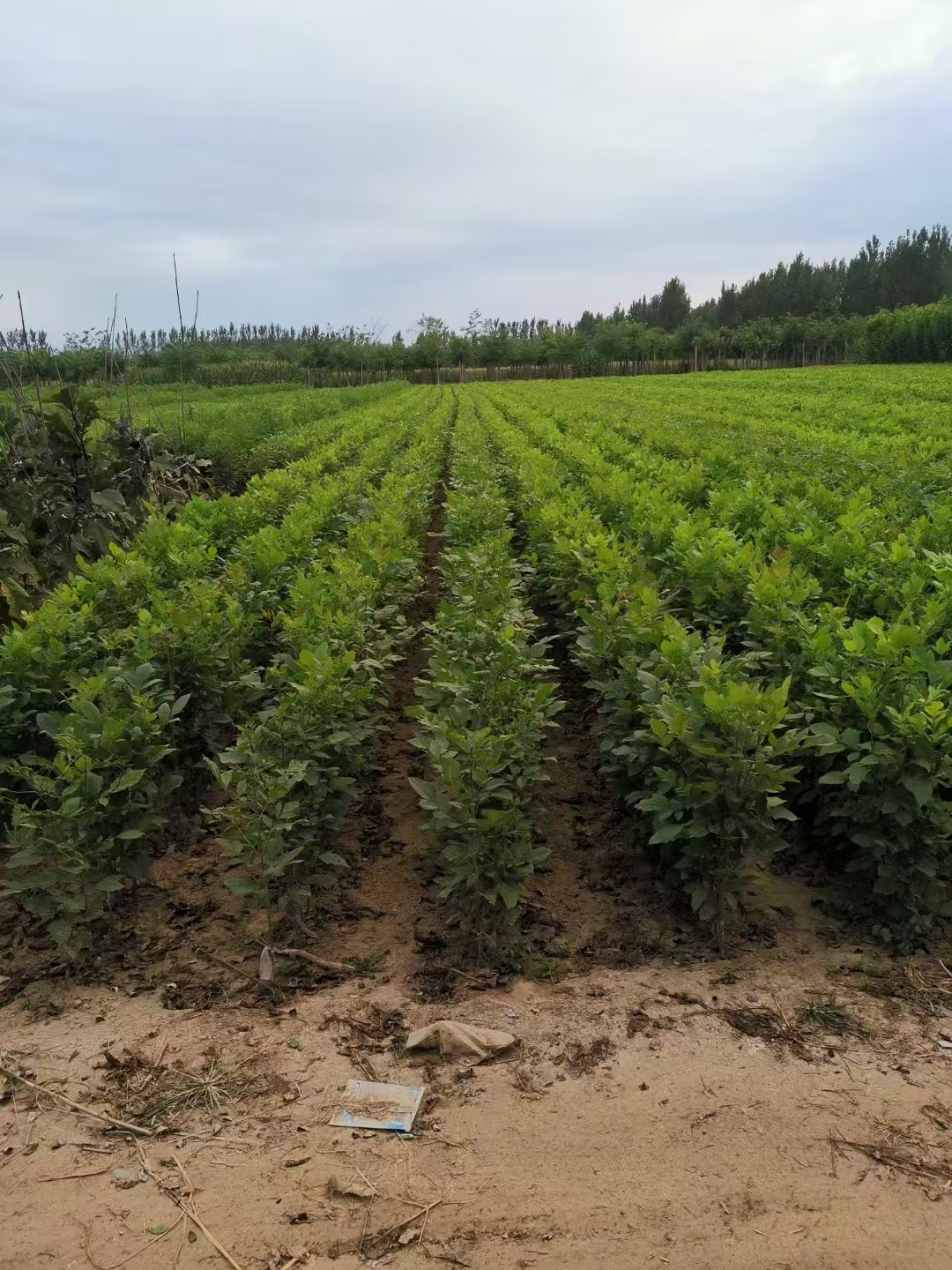 山东沂南白蜡小苗基地