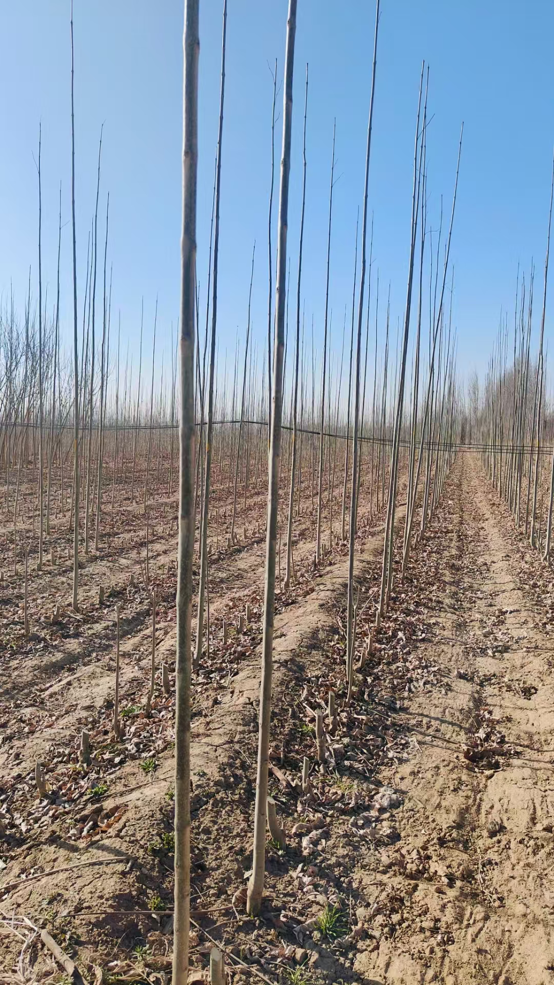 山东德州陵城区白蜡种子苗基地