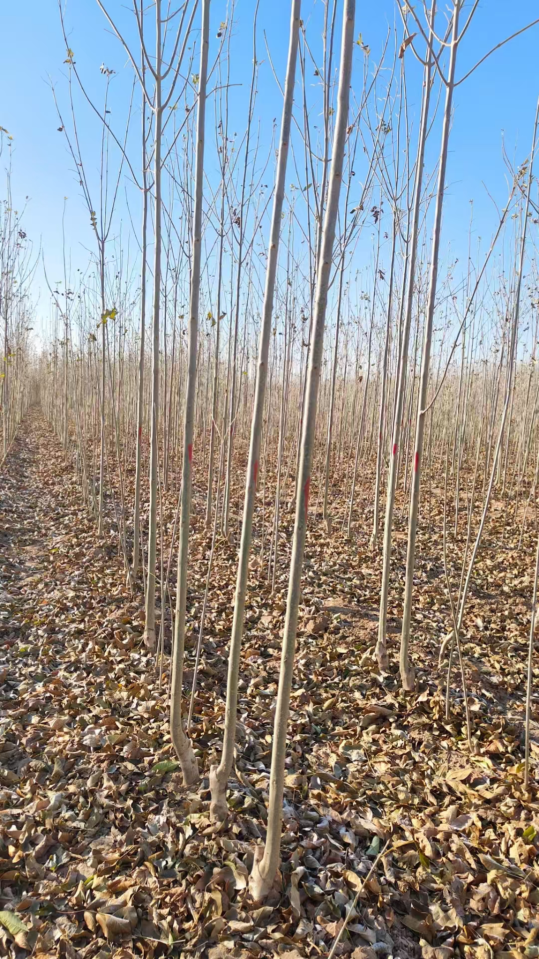 山东德州陵城区白蜡种子苗基地