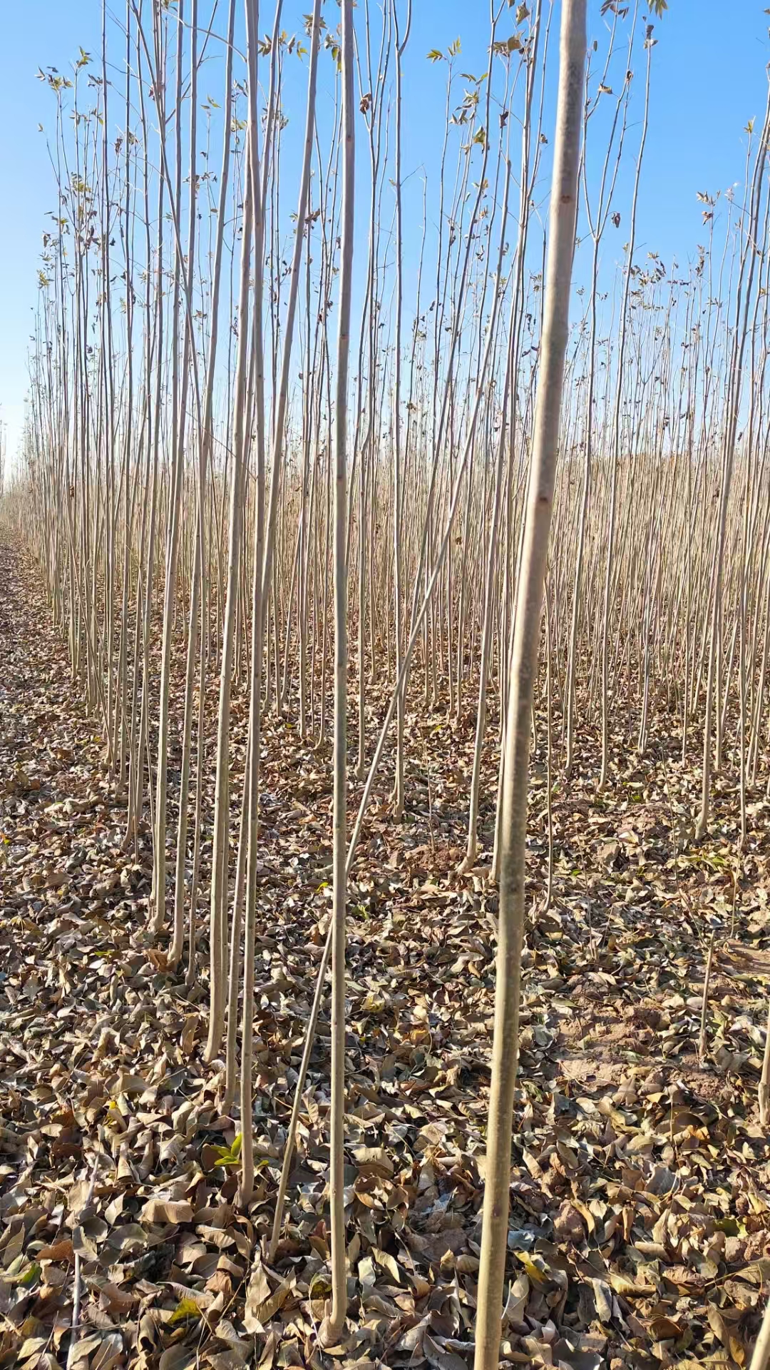 山东滨城区白蜡种子苗基地