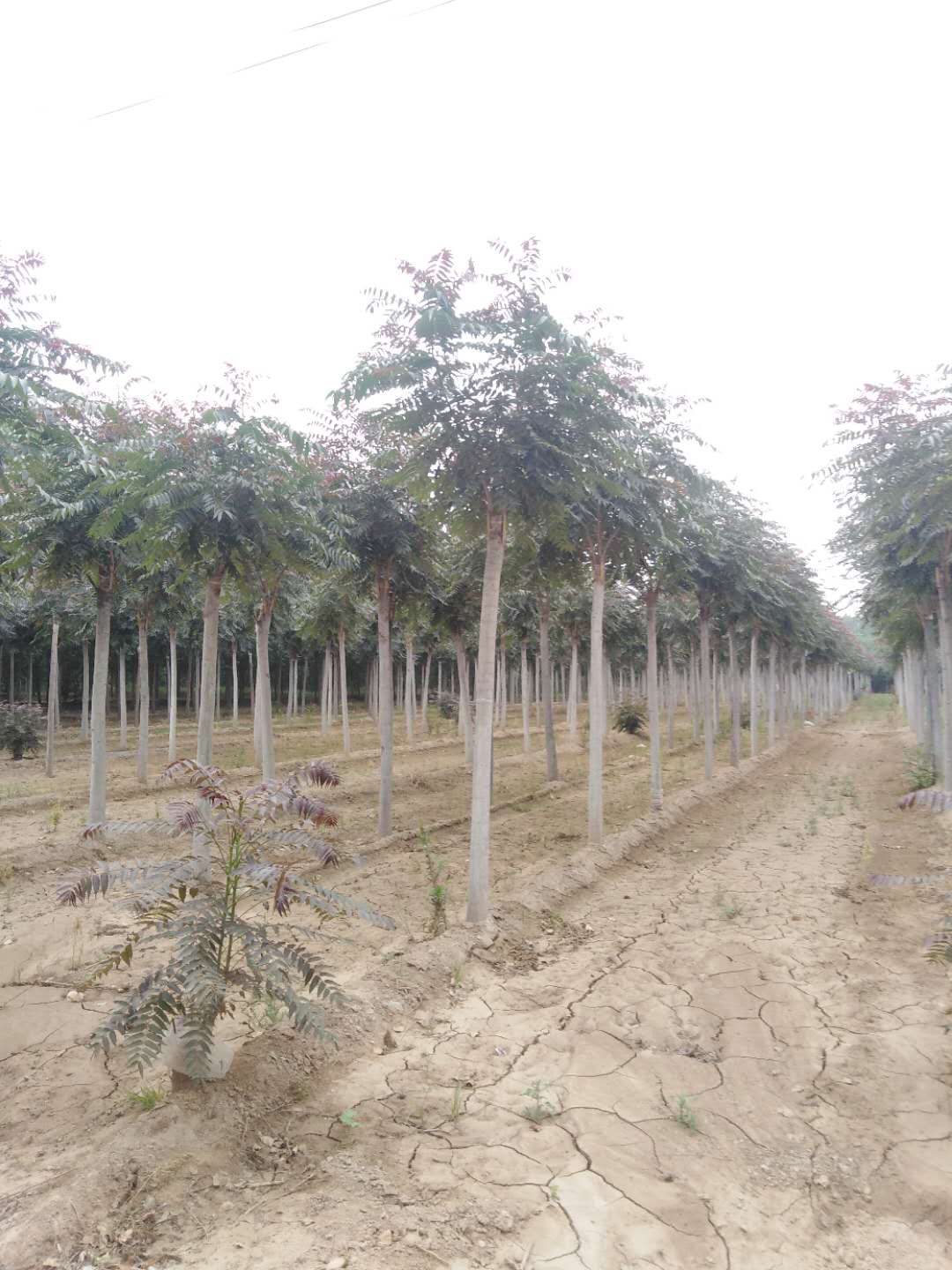 山东枣庄山亭区红叶椿种植基地