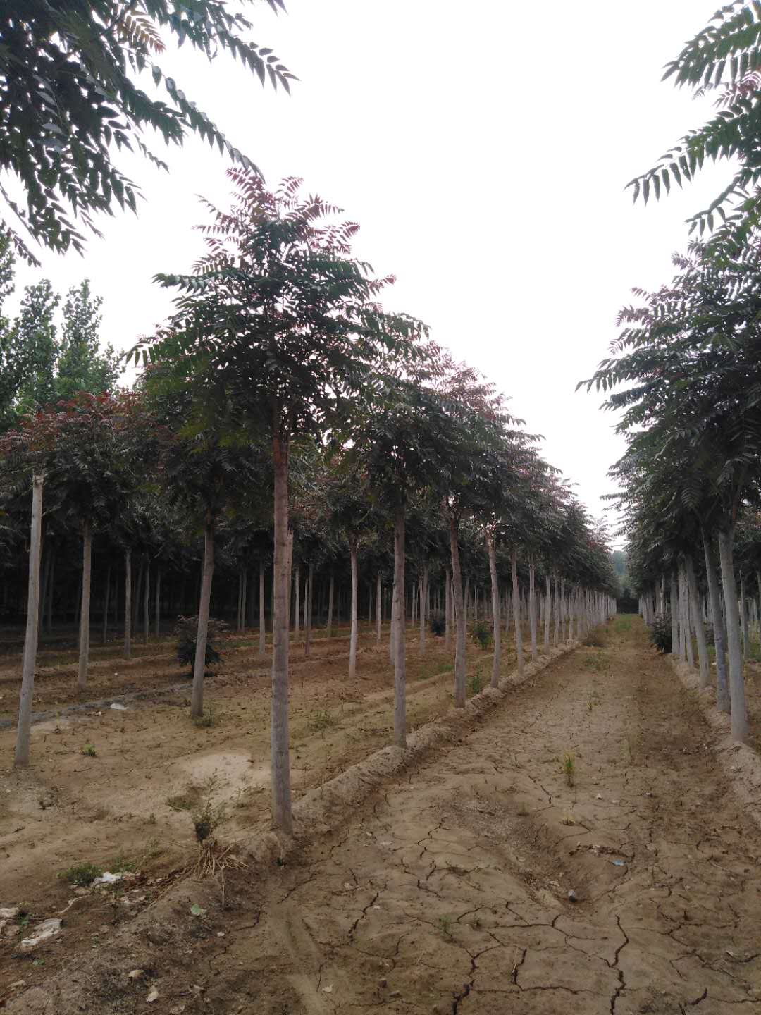 山东潍坊潍城区红叶椿种植基地