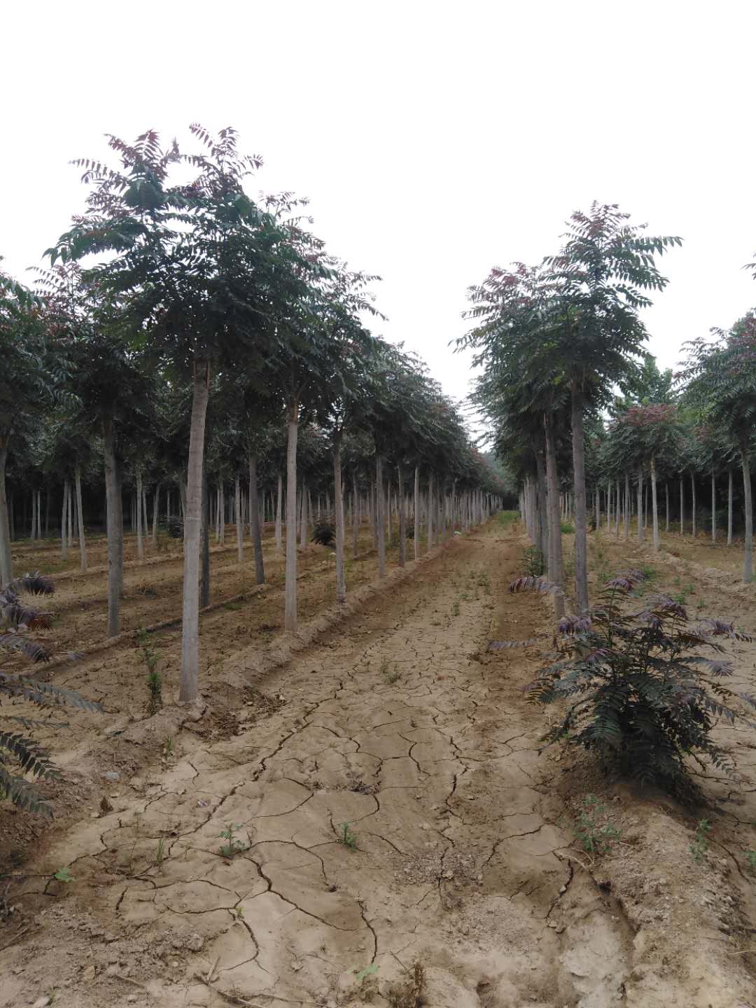 山东济南历下区红叶椿苗圃基地