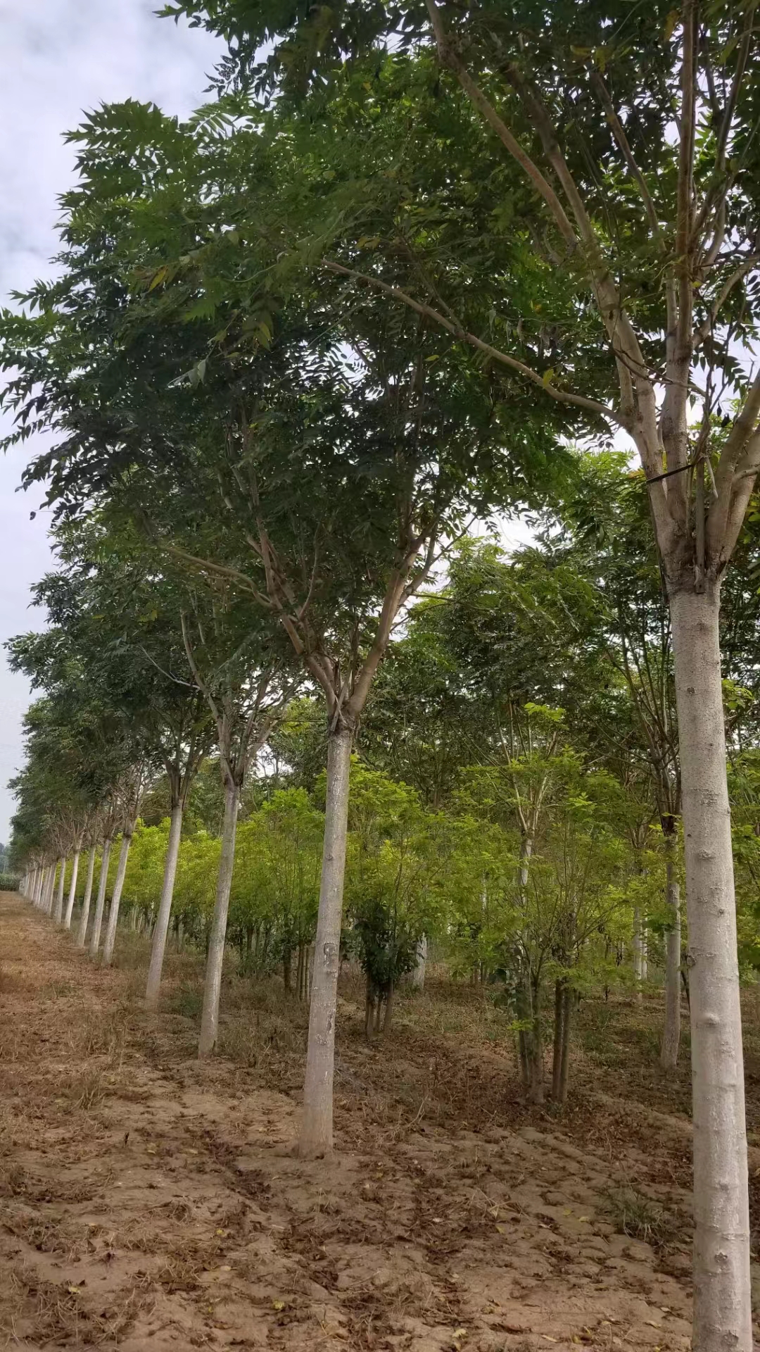 山东菏泽开发区红叶椿培育基地